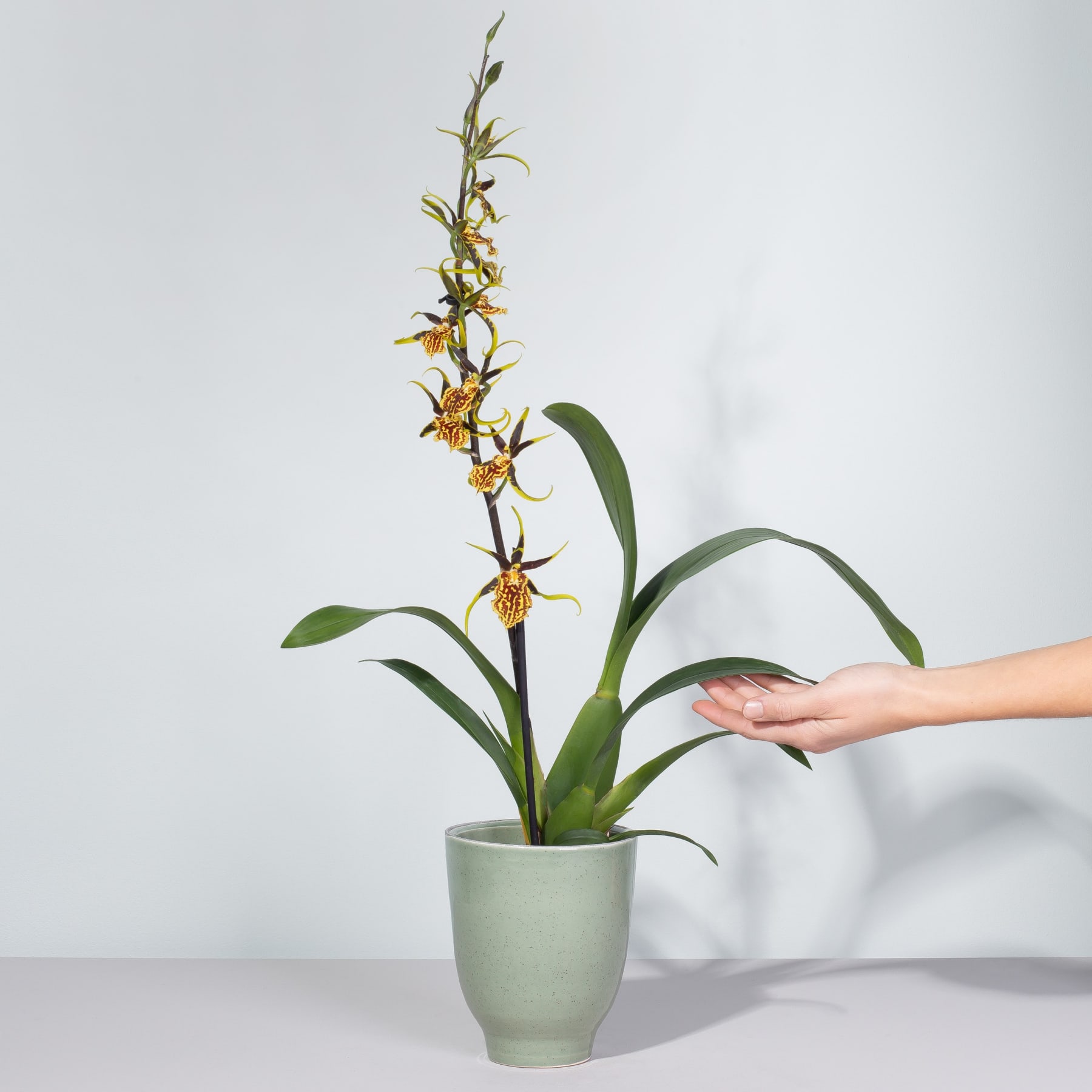 Das Bild zeigt eine Orchidee in einem Topf mit leuchtend gelben und orangefarbenen Blüten, die auf einem langen Stiel vor einem schlichten weißen Hintergrund blühen.