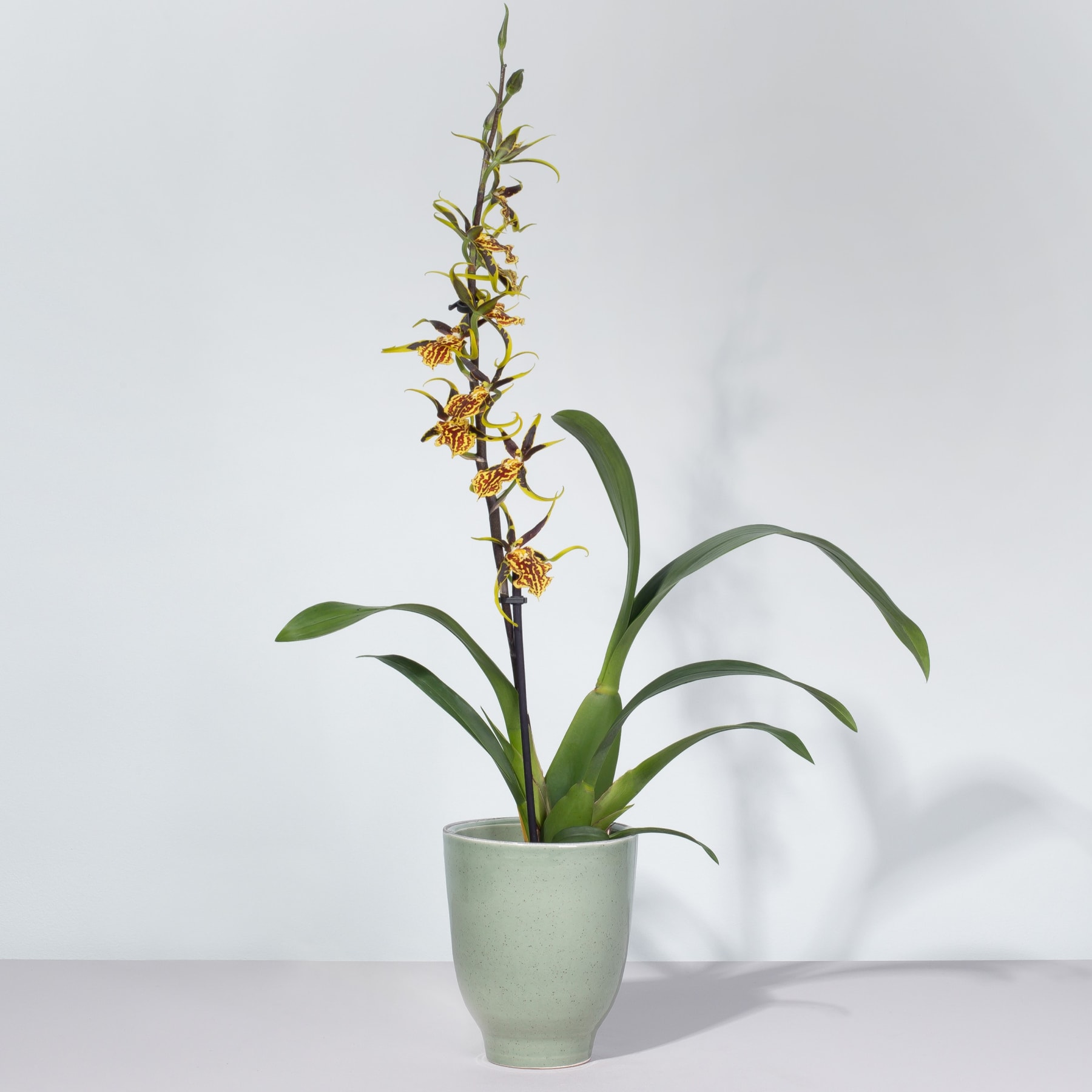 Eine Orchideenpflanze im Topf mit leuchtend gelben Blüten steht auf einer hellen Oberfläche vor einem schlichten Hintergrund.