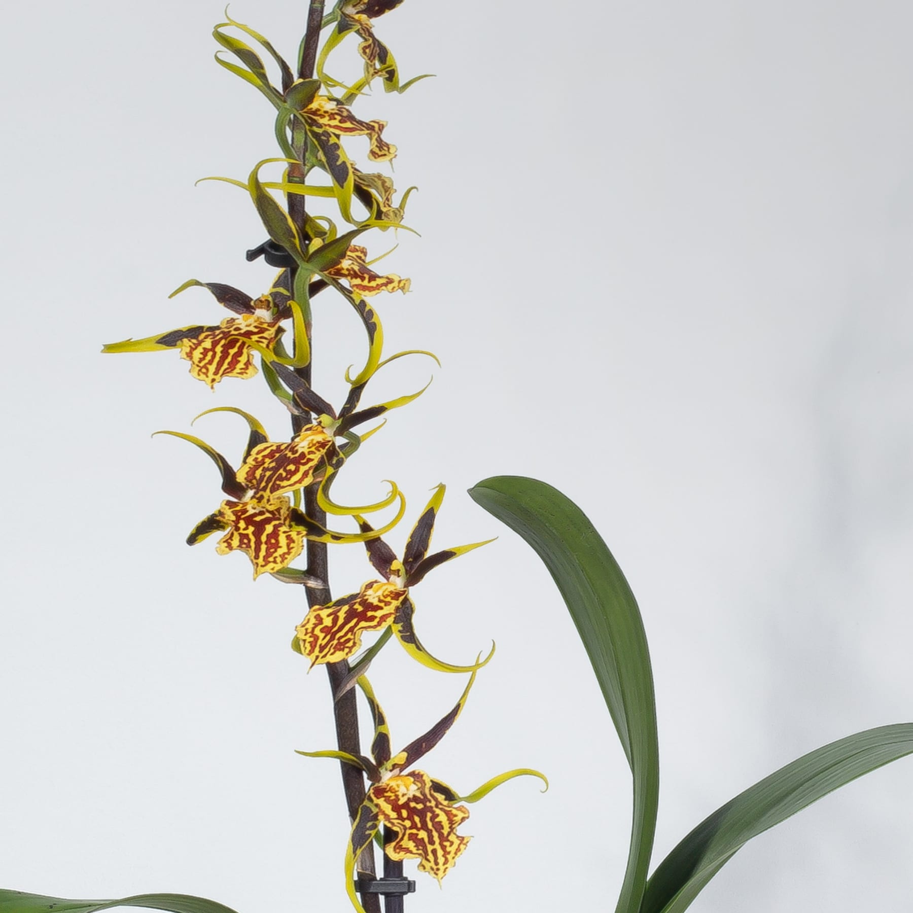 Das Bild zeigt eine Ansammlung leuchtend gelber und brauner orchideenartiger Blüten, die auf einem Stiel mit grünen Blättern vor einem schlichten Hintergrund wachsen.