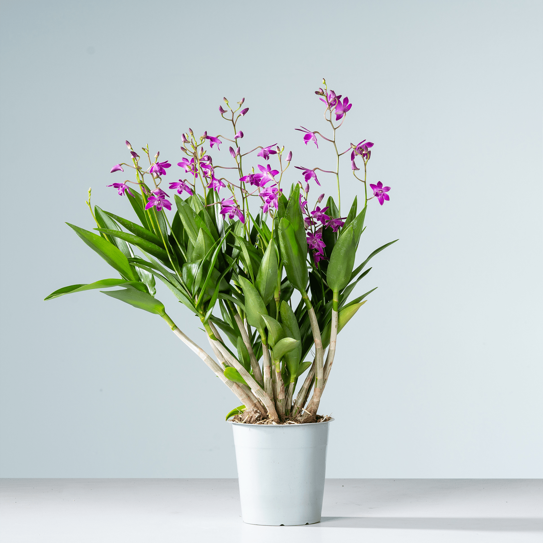 Ein farbenfroher Strauß lila Orchideen steht in einem weißen Topf vor einem schlichten hellblauen Hintergrund.
