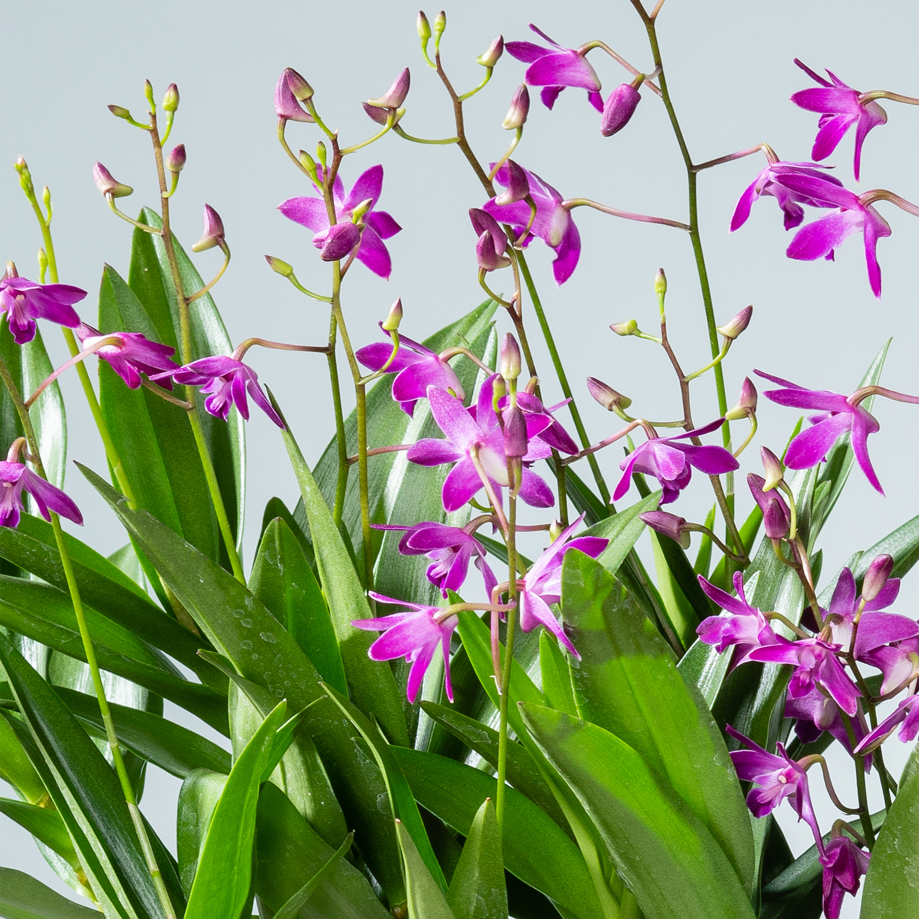 Leuchtend violette Orchideenblüten blühen inmitten üppiger grüner Blätter vor einem schlichten hellblauen Hintergrund.