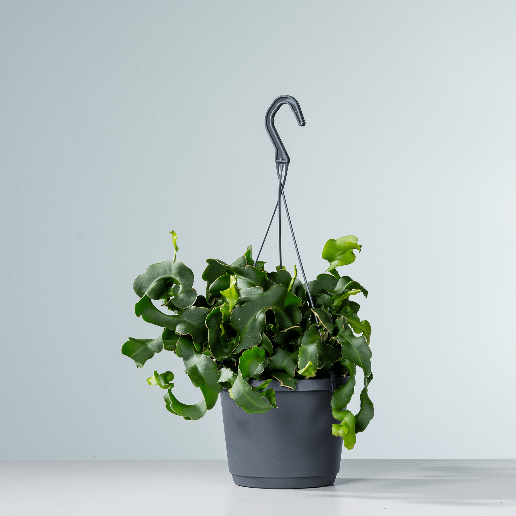 Ein hängender Blumentopf mit üppigen grünen Blättern und Stängeln vor einem schlichten hellgrauen Hintergrund.