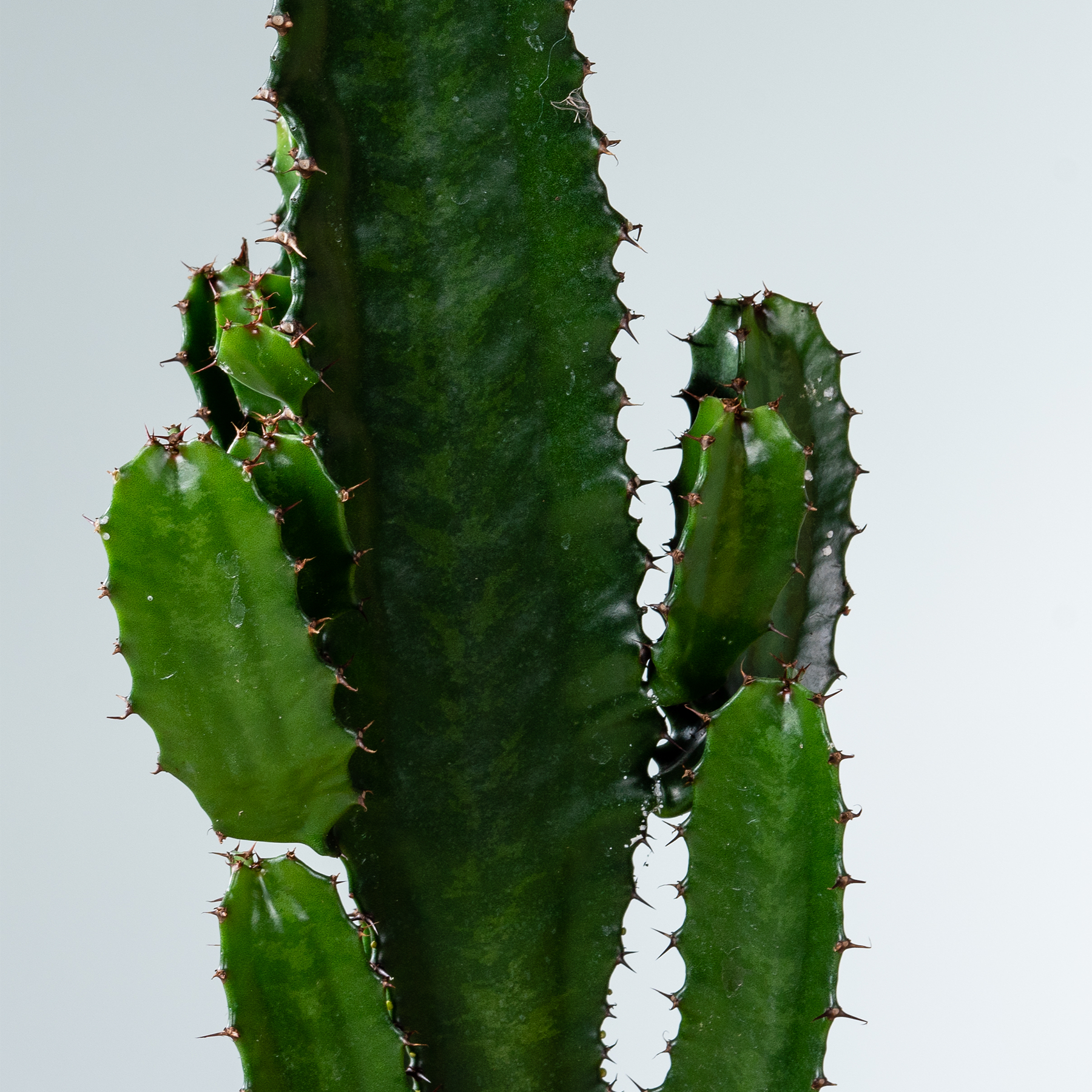 Eine Nahaufnahme mehrerer grüner, stacheliger Kaktusstämme vor einem schlichten, hellen Hintergrund.