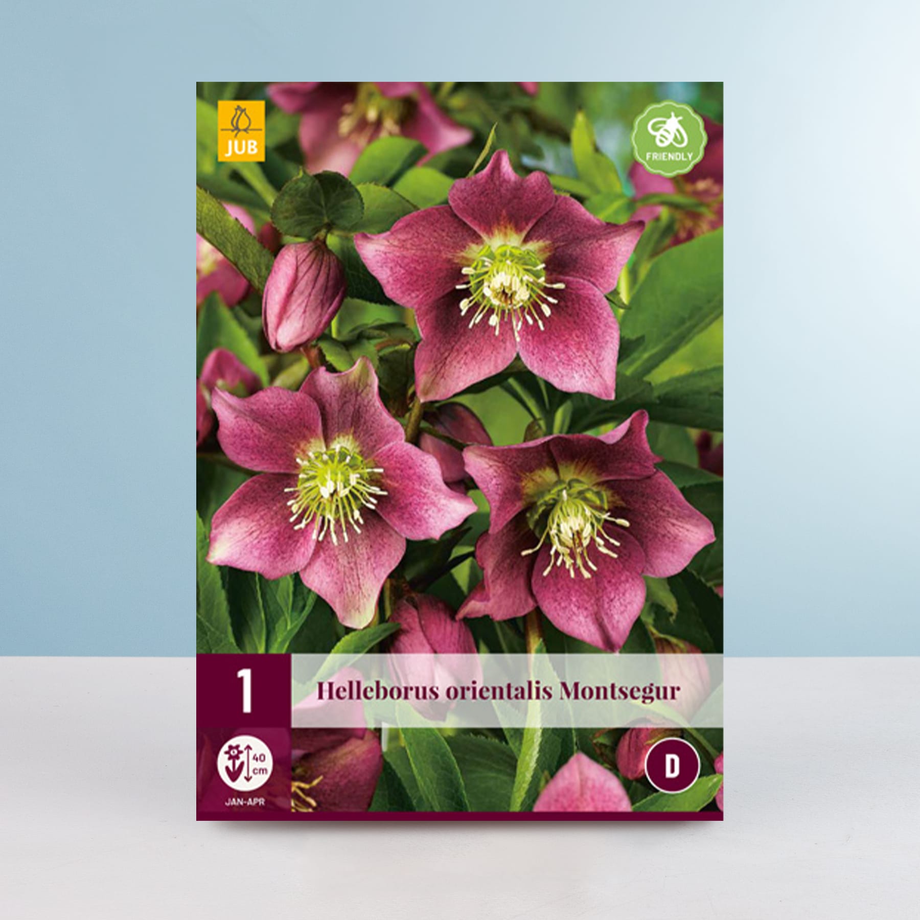 Das Bild zeigt mehrere leuchtend dunkelrosa Nieswurzblüten mit gelber Mitte, umgeben von üppigem grünem Laub vor einem sanften blauen Hintergrund.