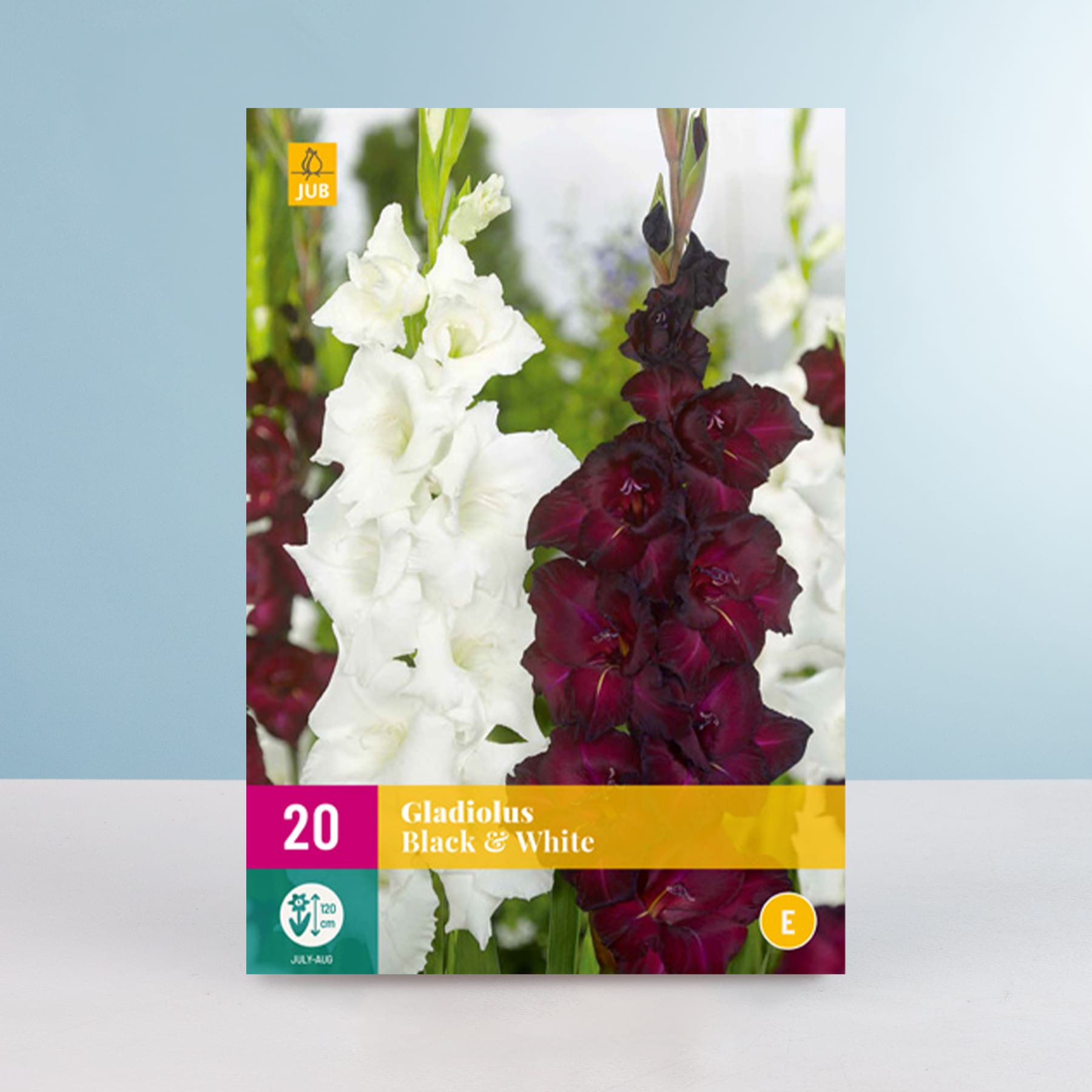 Das Bild zeigt eine Nahaufnahme von leuchtend weißen und tiefburgunderfarbenen Gladiolenblüten vor einem sanften blauen Hintergrund.