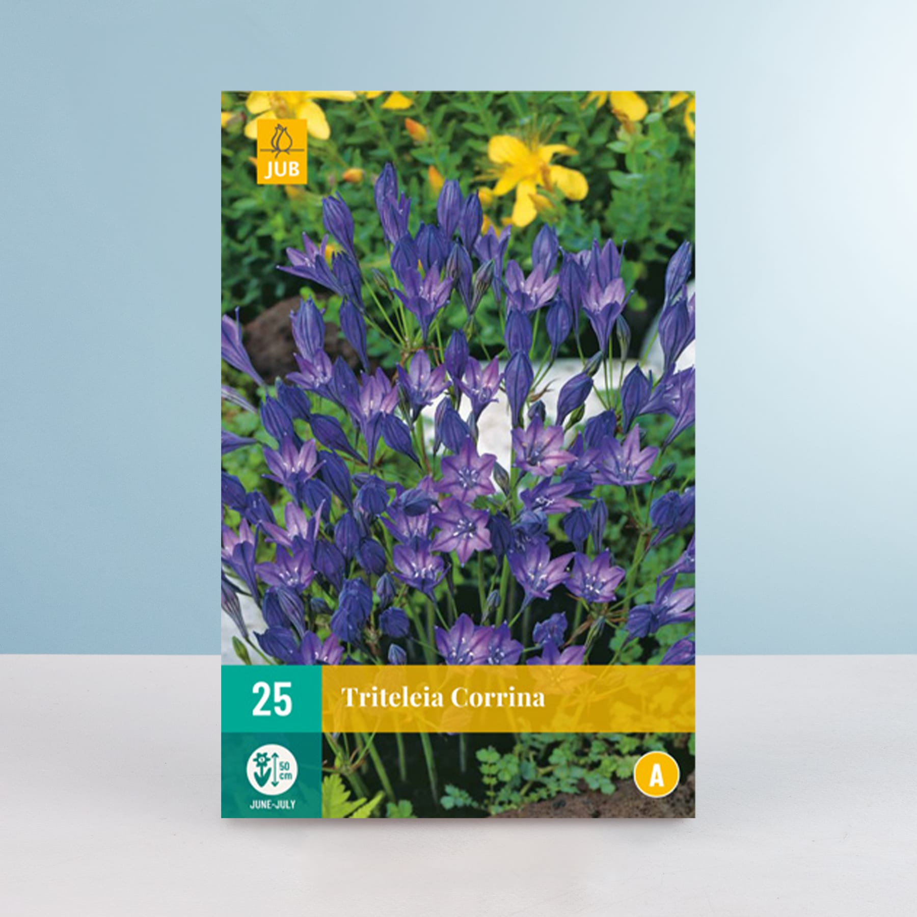 Das Bild zeigt eine leuchtende Pracht violetter Triteleia Corrina-Blüten im Vordergrund, umgeben von üppigem grünem Laub und einigen gelben Blüten im Hintergrund.