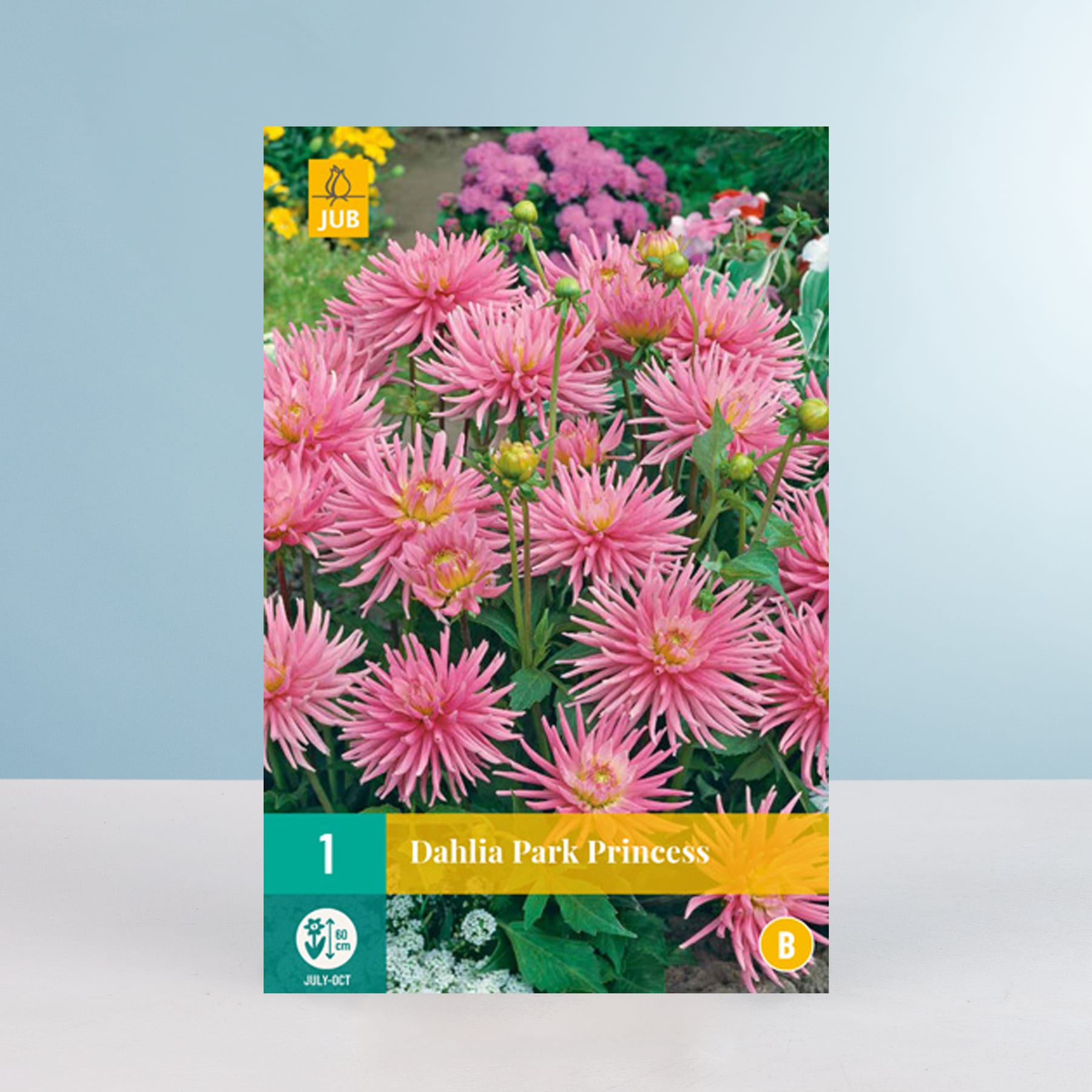 Das Bild zeigt im Vordergrund eine leuchtende Pracht rosa Dahlienblüten vor einem Hintergrund aus üppigem Grün.
