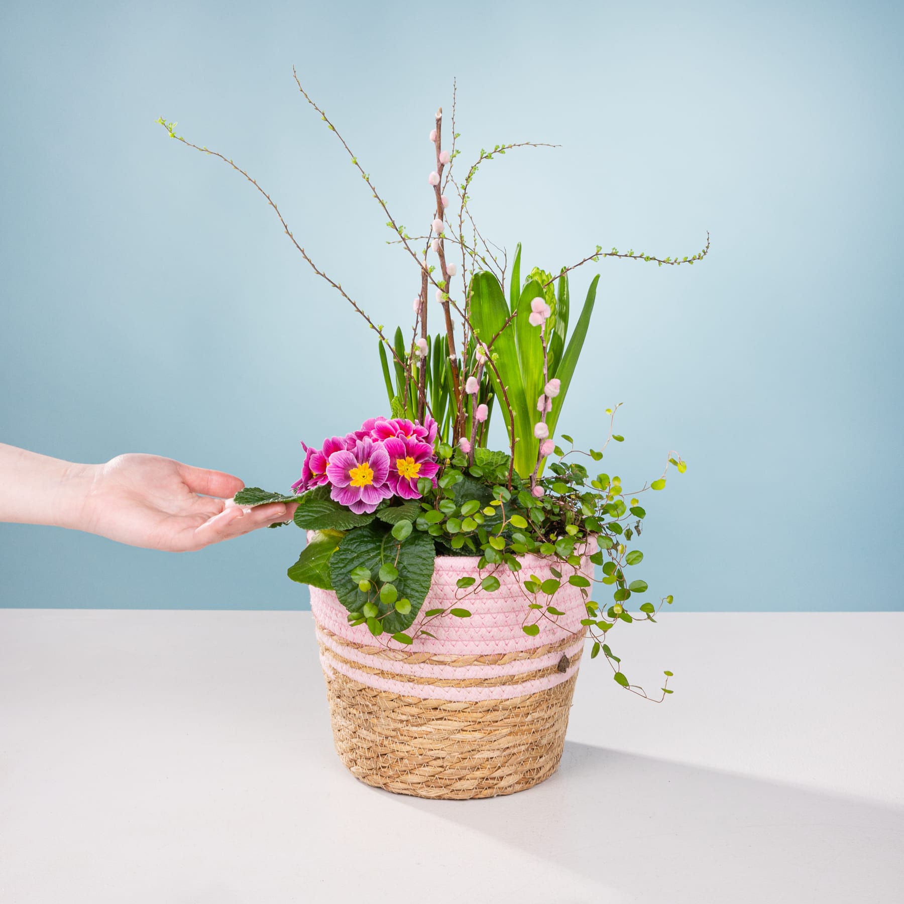 Ein farbenfrohes Blumenarrangement in einem geflochtenen Korb steht auf einer weißen Fläche vor einem hellblauen Hintergrund, und eine Hand greift hinein, um die Pflanzen zurechtzurücken.