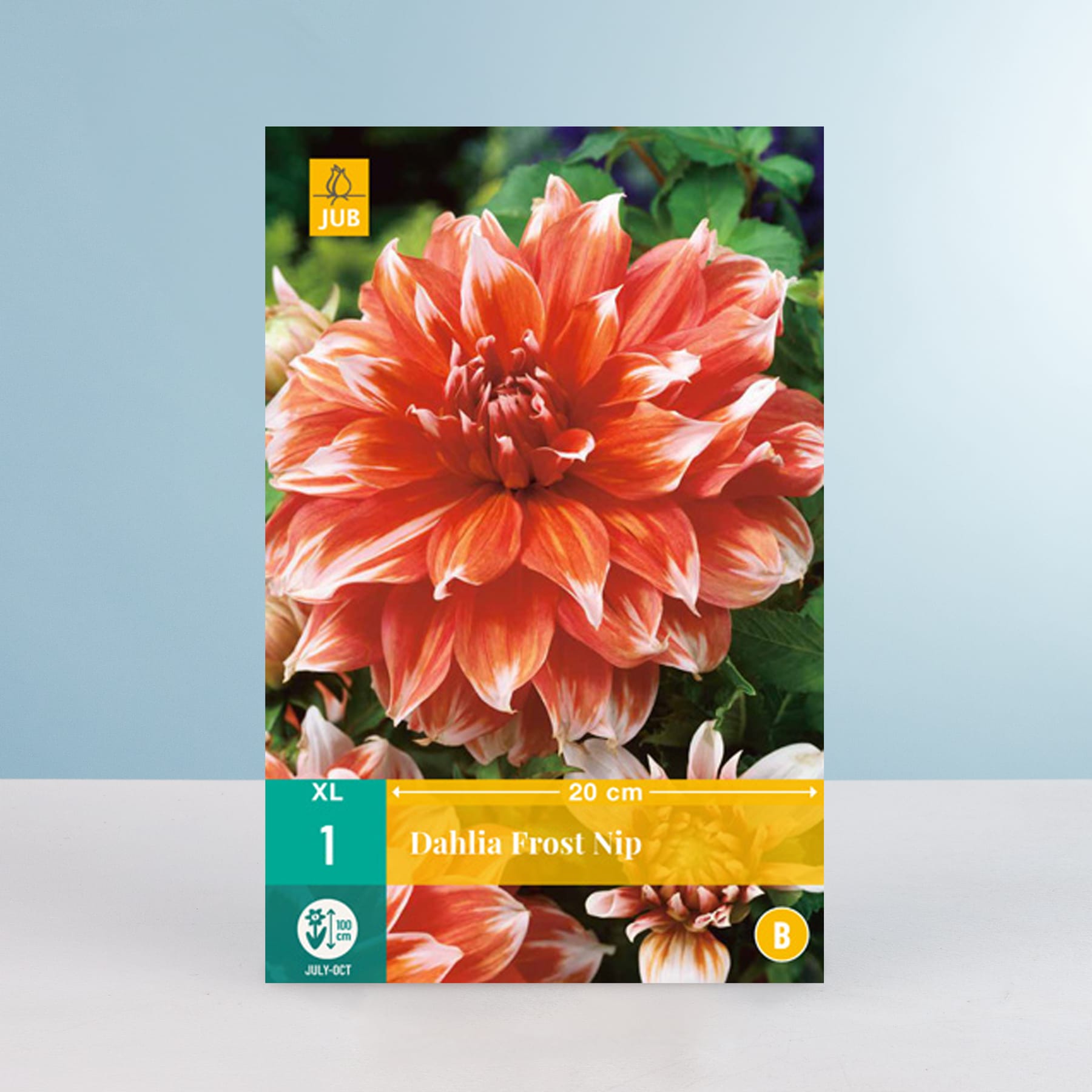 Eine leuchtend orangerote Dahlienblüte mit üppigen, geschichteten Blütenblättern hebt sich deutlich von einem verschwommenen grünen Laubhintergrund ab.