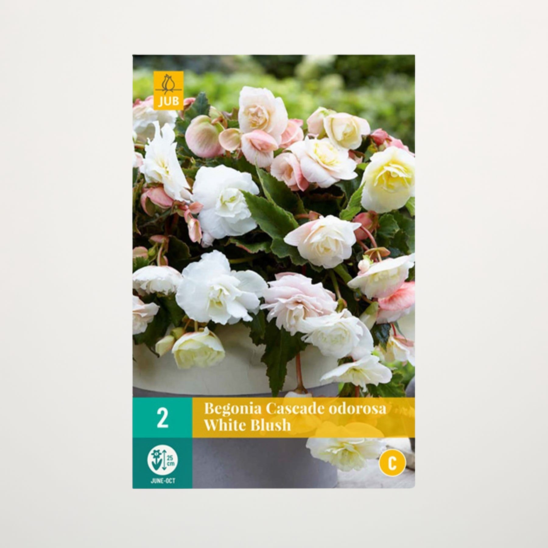 Duft-Begonie 'Odorosa White Blush' - 2 Knollen