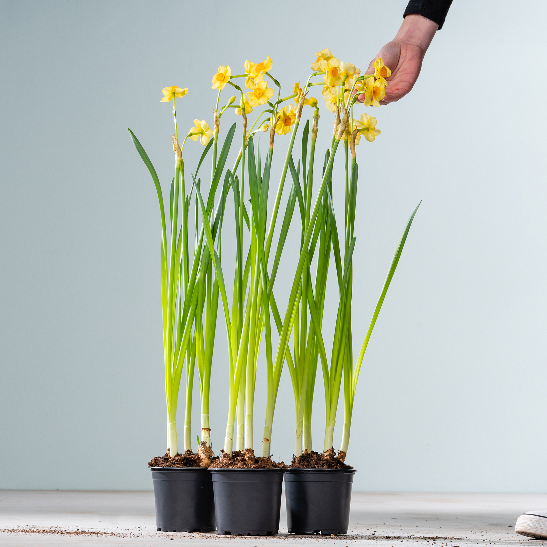 Das Bild zeigt mehrere Topfnarzissen mit leuchtend gelben Blüten und langen grünen Stielen vor einem schlichten hellen Hintergrund.