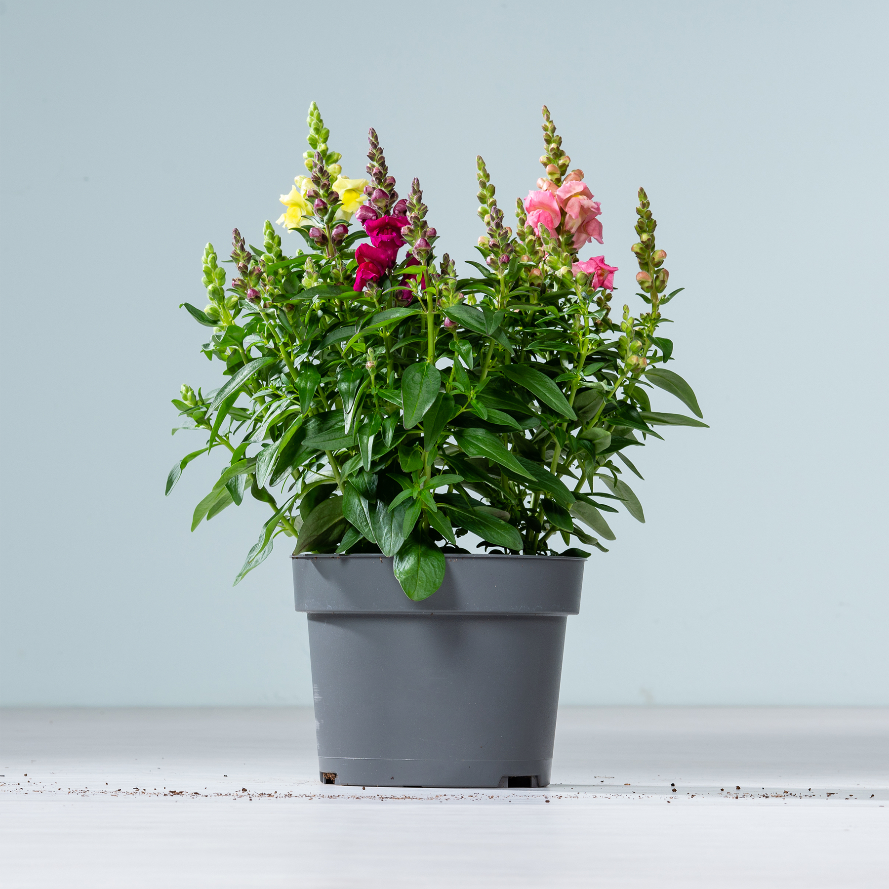 Eine Topfpflanze mit leuchtend rosa und gelben Blüten steht auf einer weißen Fläche vor einem schlichten hellblauen Hintergrund.