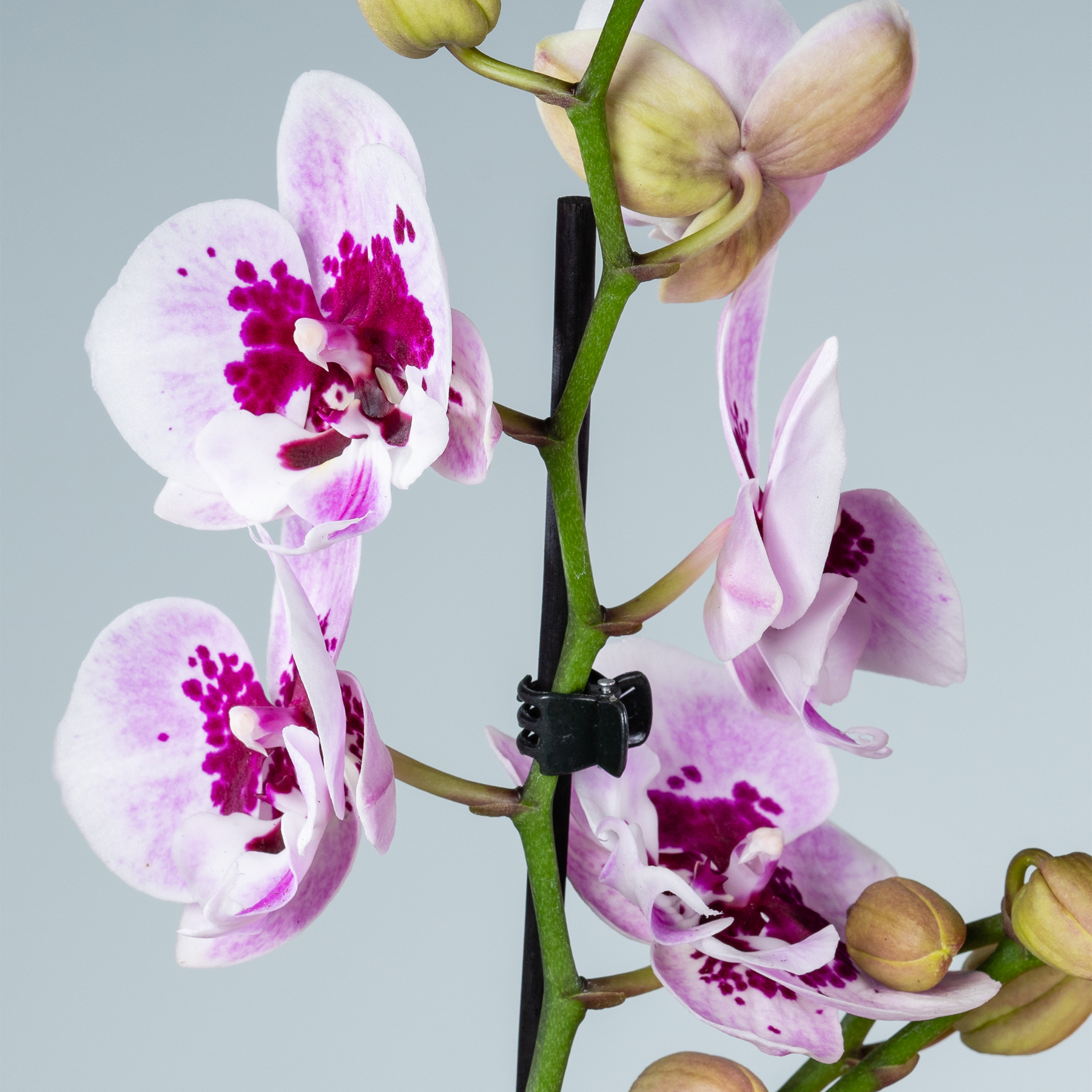 Ein lebendiger Strauß zartrosa und weißer Orchideenblüten mit komplizierten Mustern und Texturen vor einem weichen, gedämpften grauen Hintergrund.