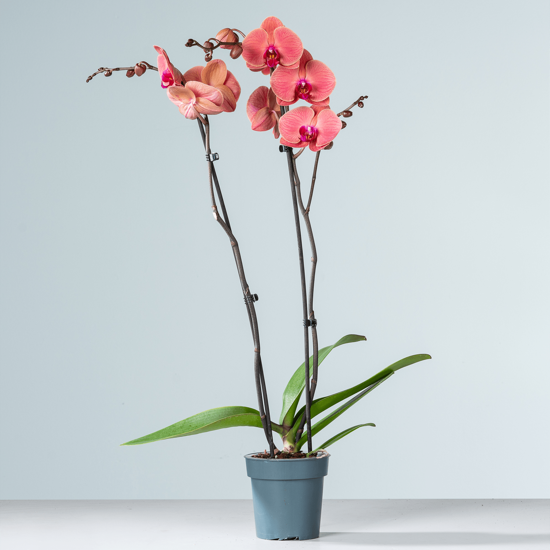 Eine leuchtend rosa Orchideenpflanze mit mehreren Blüten steht in einem grauen Topf vor einem schlichten hellblauen Hintergrund.