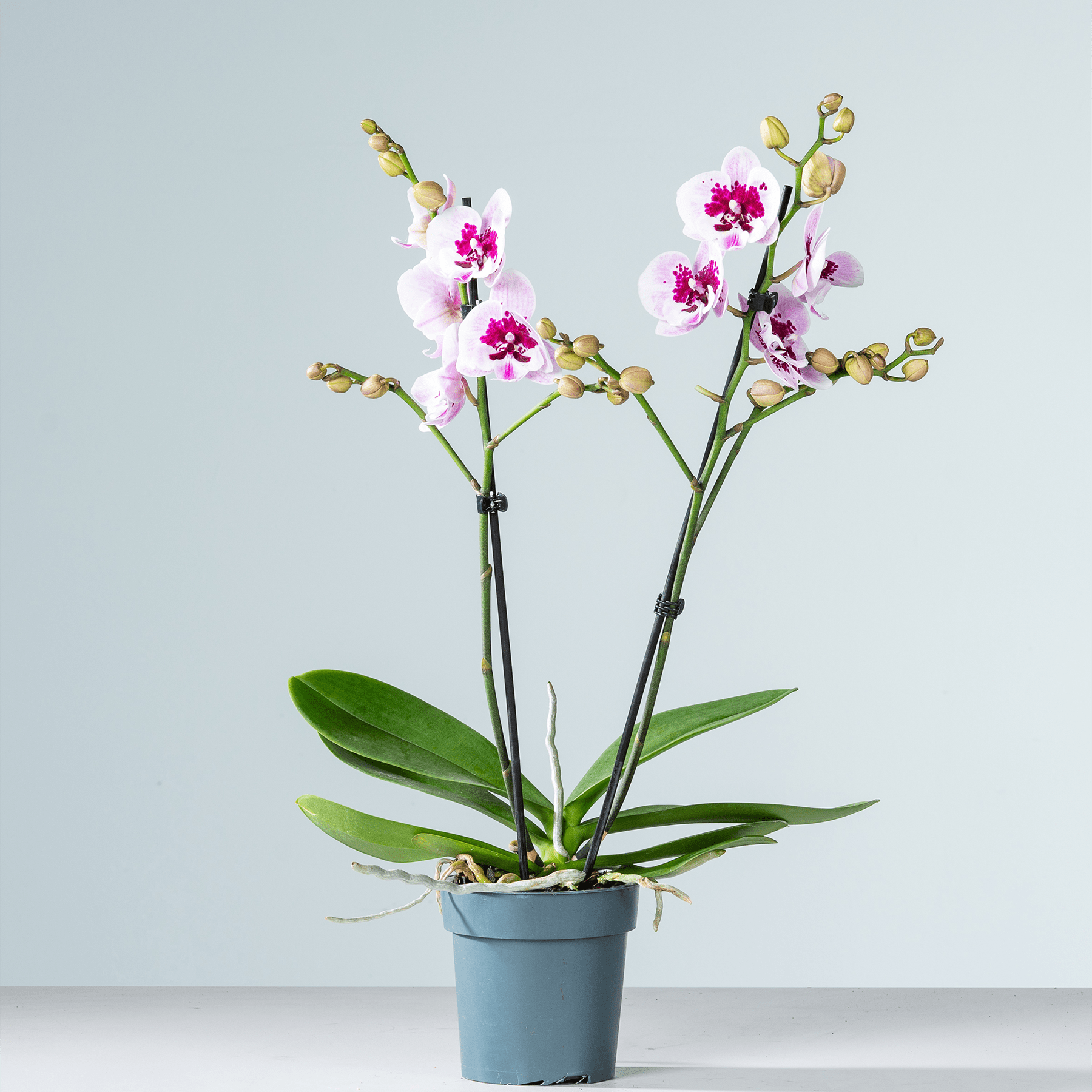 Eine Orchideenpflanze im Topf mit zarten rosa und weißen Blüten steht vor einem schlichten hellblauen Hintergrund.