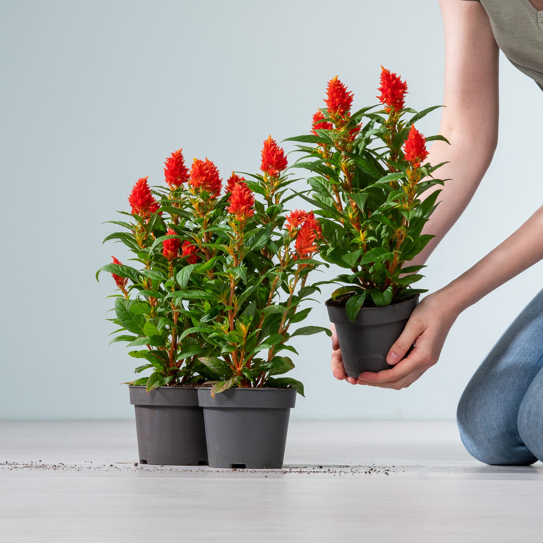 Das Bild zeigt zwei Topfpflanzen mit leuchtend roten Blüten, die von einer Person in den Händen gehalten werden, vor einem schlichten Hintergrund.