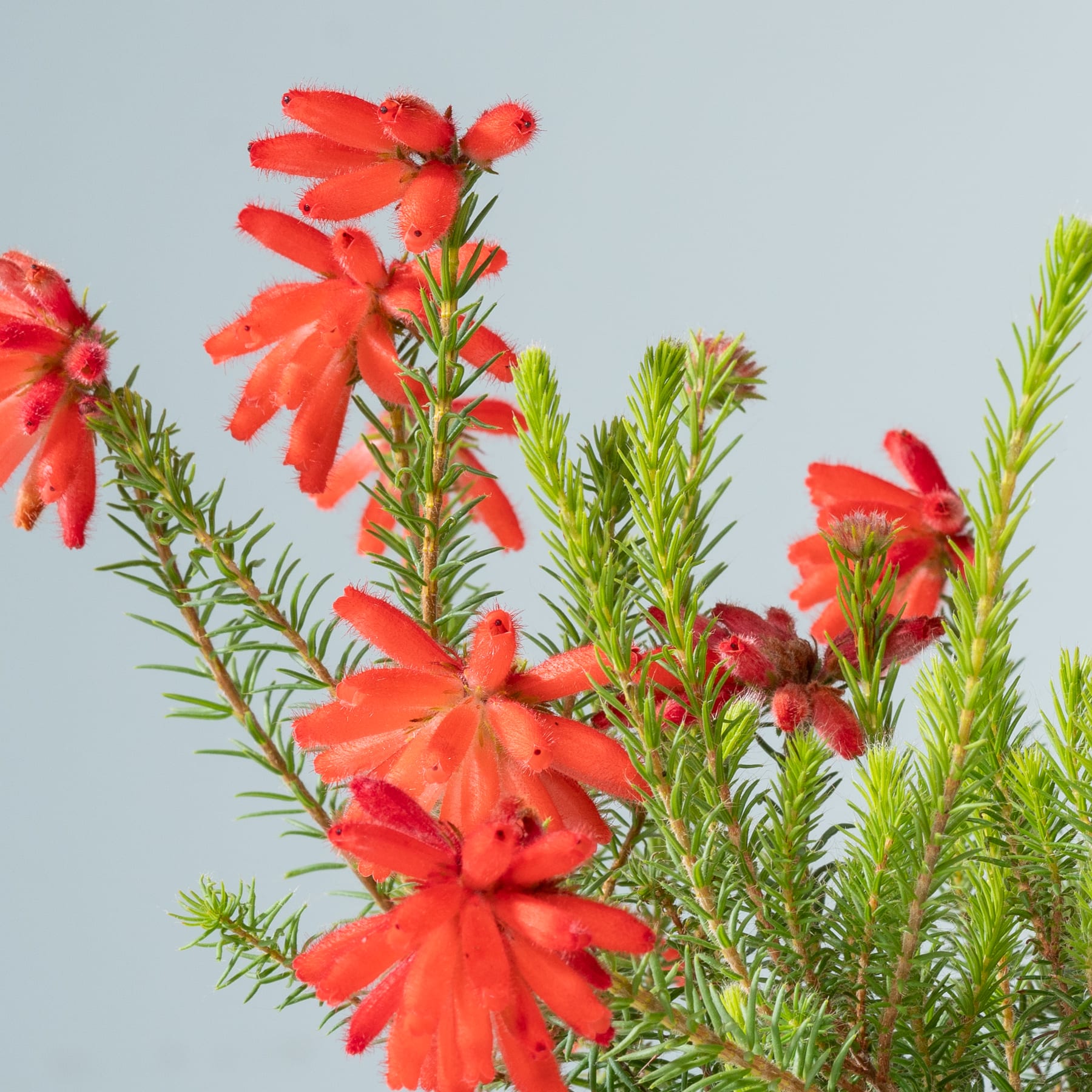 Leuchtend rote Blumen mit zarten Blütenblättern blühen inmitten üppiger grüner Blätter vor einem ruhigen, hellblauen Himmel.