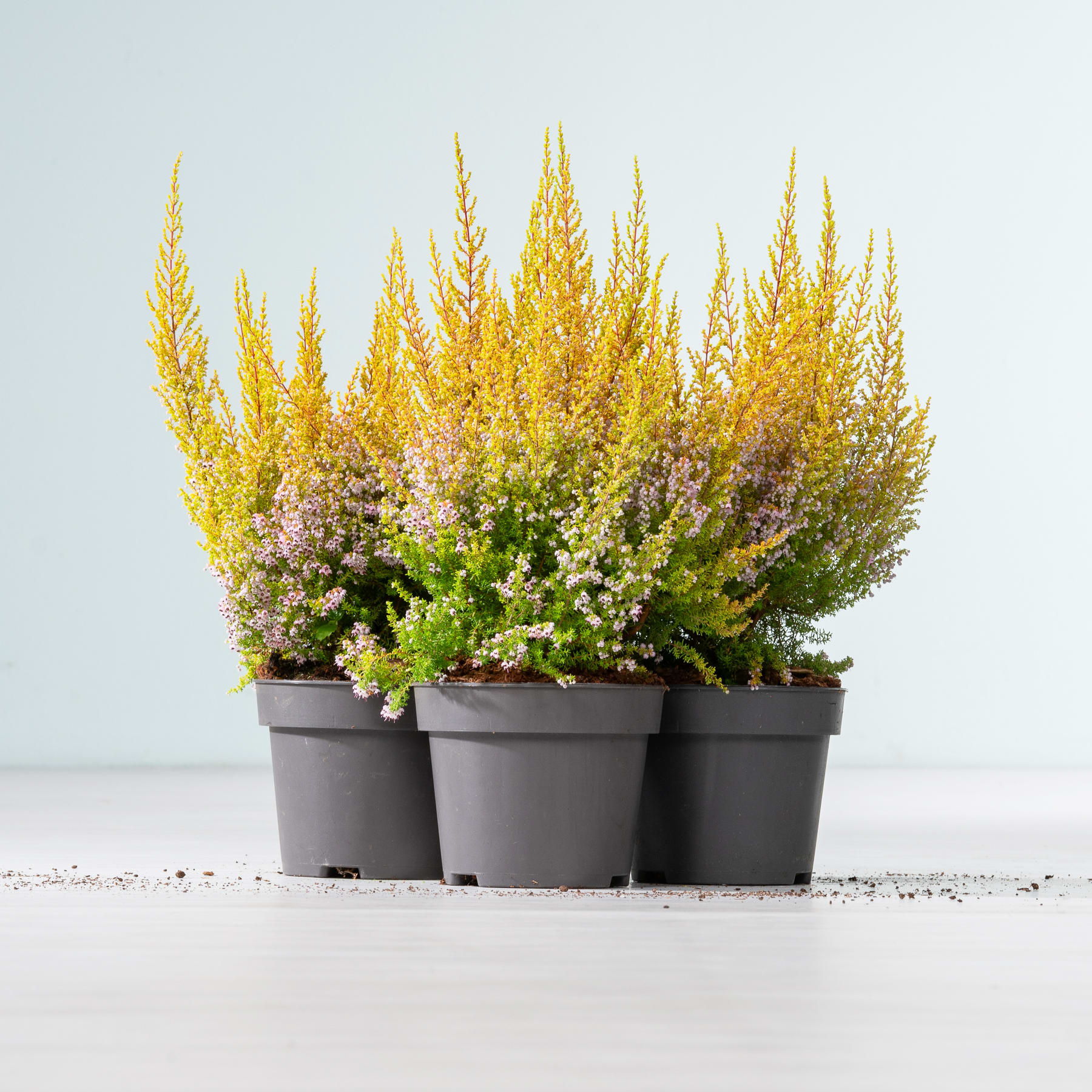 Das Bild zeigt drei Topfpflanzen mit leuchtend gelben und violetten Blüten vor einem schlichten Hintergrund.