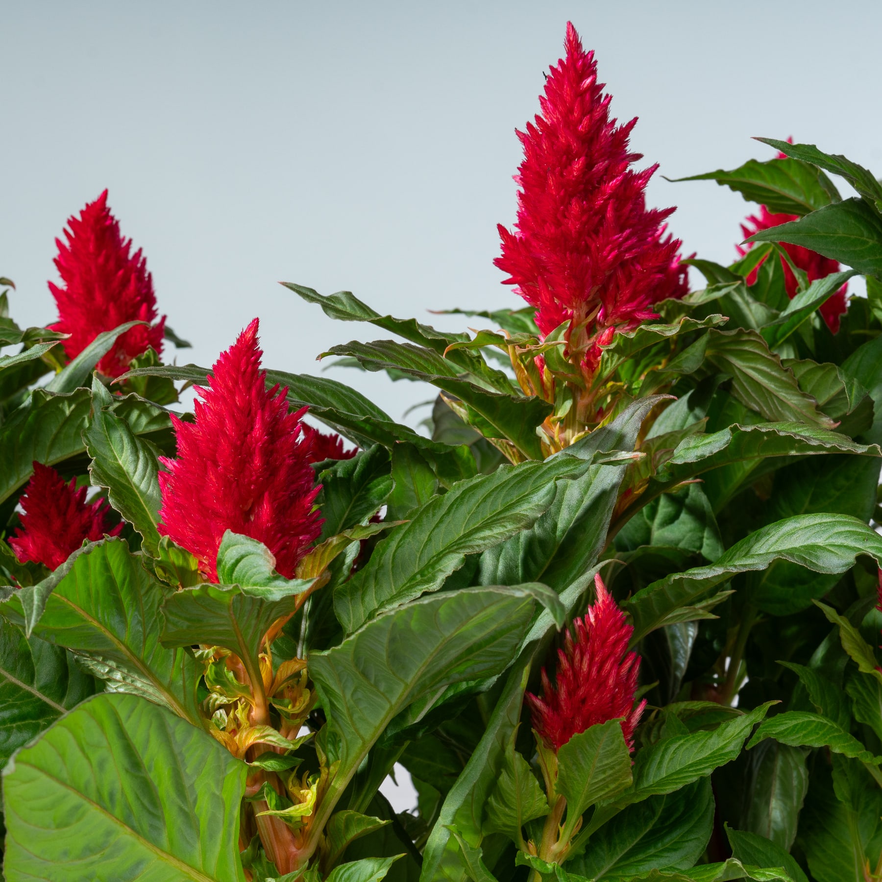 Leuchtend rote Celosia-Blüten ragen hoch zwischen üppigem grünem Laub vor einem klaren blauen Himmel empor.