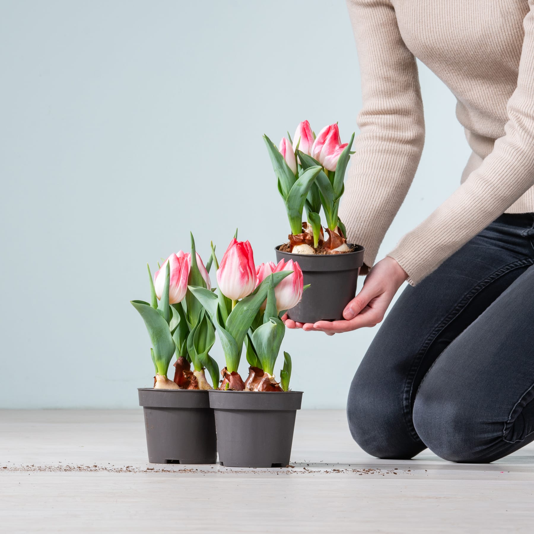 Das Bild zeigt die Hände einer Person, die vor einem schlichten Hintergrund eine Topfpflanze mit leuchtend rosa Tulpen hält.