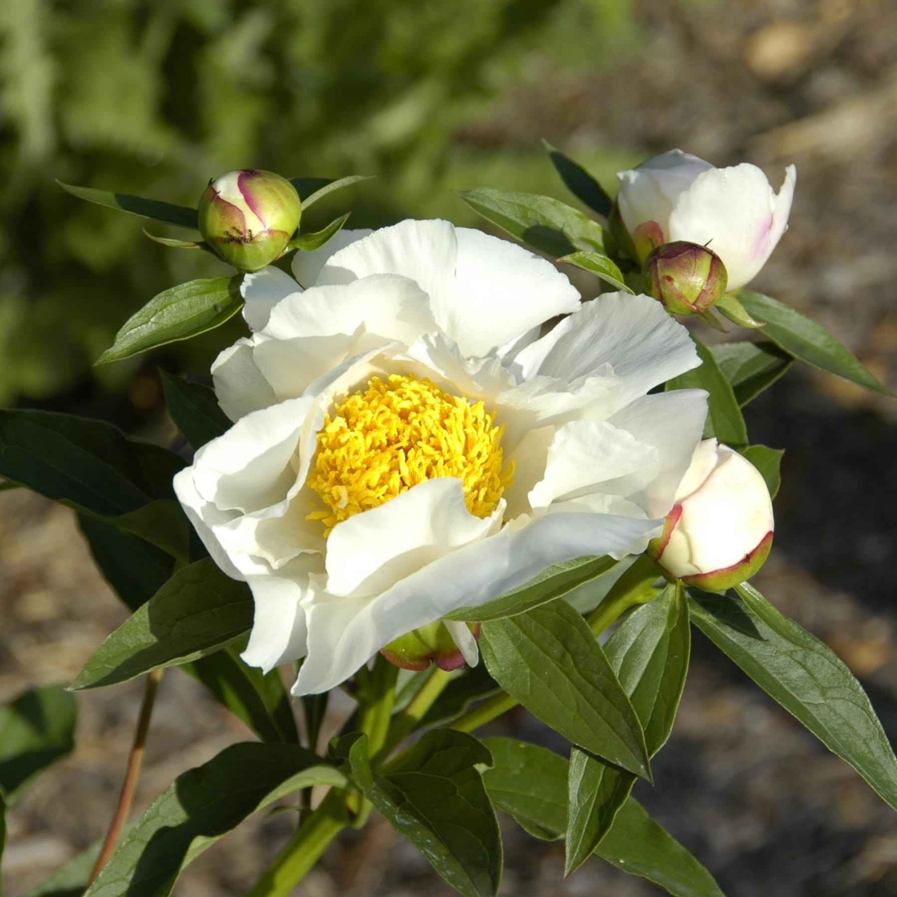 Das Bild zeigt eine wunderschöne weiße Pfingstrose in voller Blüte, umgeben von üppigem grünem Laub vor einem unscharfen natürlichen Hintergrund.