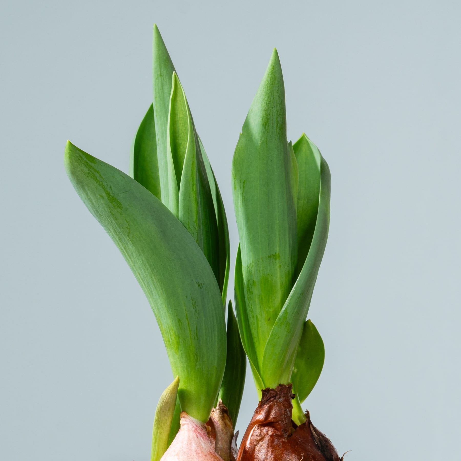 Aus einer rotbraunen Knolle wachsen leuchtend grüne Blätter mit spitzen Enden vor einem hellblauen Hintergrund.