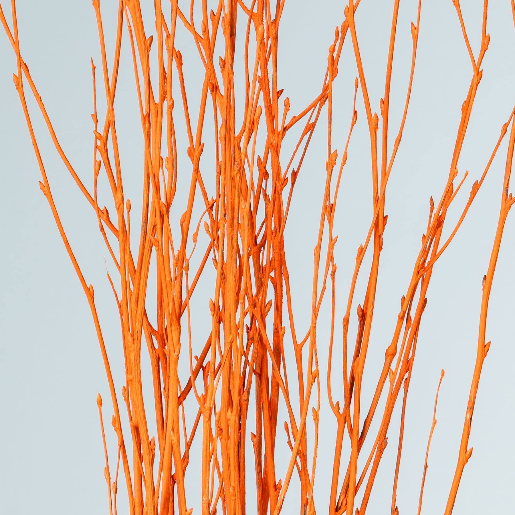 Leuchtend orangefarbene Zweige oder Äste vor einem blassen Hintergrund ergeben eine auffällige und abstrakte visuelle Komposition.