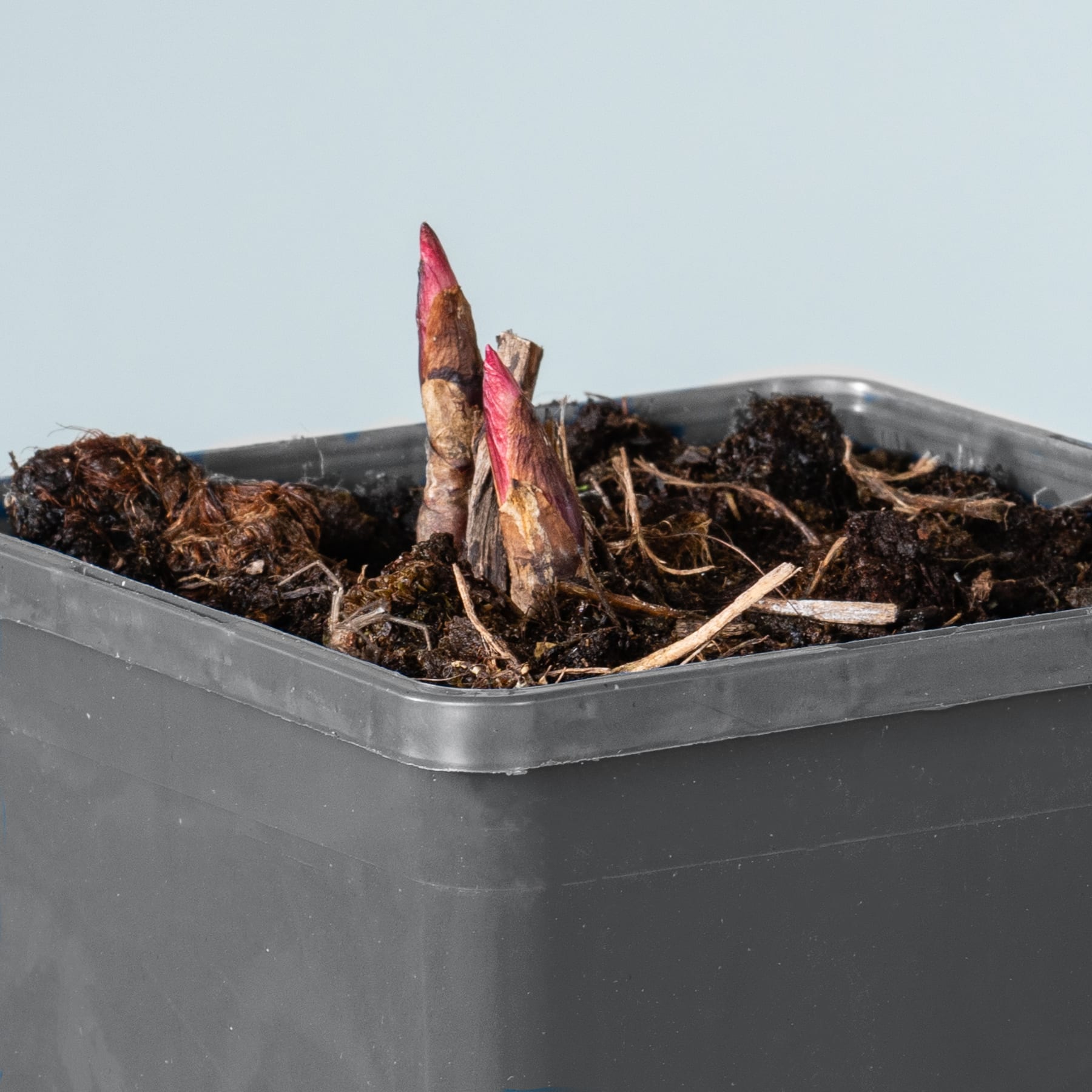 Das Bild zeigt einen mit Erde gefüllten Plastikbehälter, aus dem zwei rötlich-rosa Triebe herauswachsen.