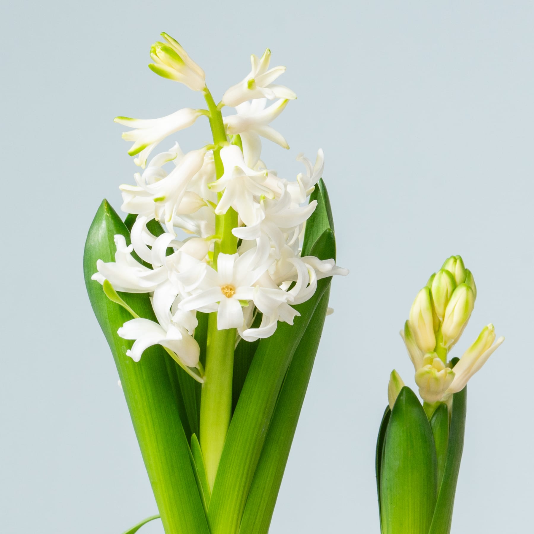Ein Strauß zarter weißer Hyazinthenblüten mit grünen Blättern vor hellblauem Hintergrund.