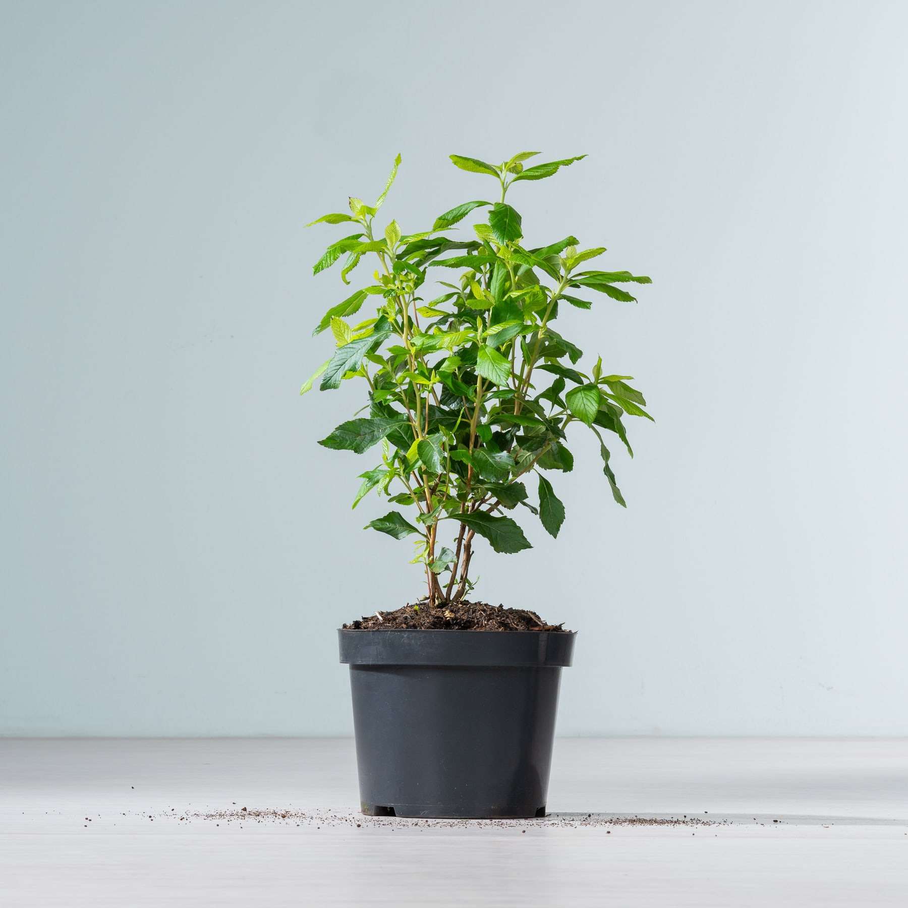 Eine kleine Topfpflanze mit üppigen grünen Blättern steht auf einer schlichten weißen Fläche vor einem hellgrauen Hintergrund.