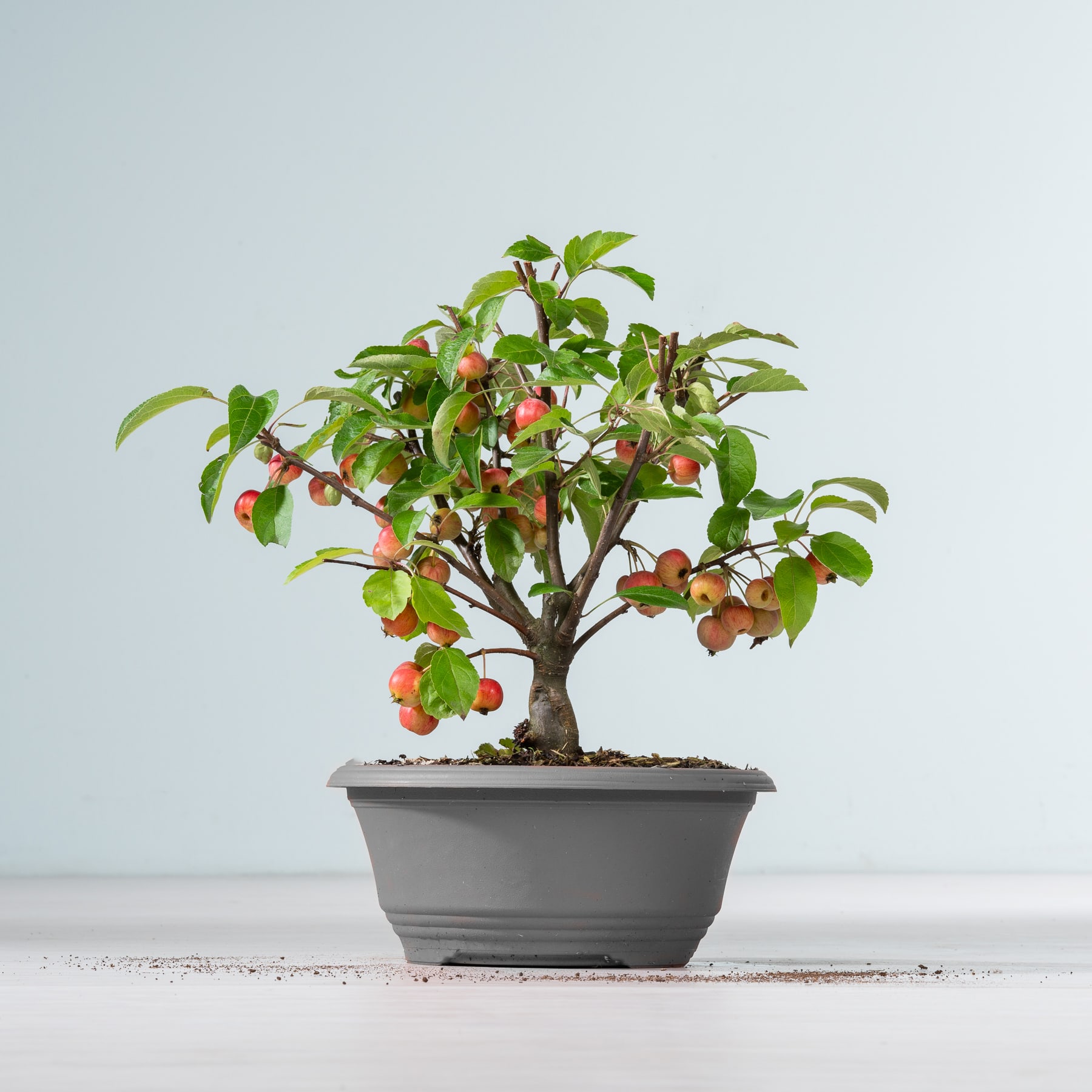 Ein kleiner Bonsai-Baum mit üppigen grünen Blättern und reifen orangefarbenen Früchten steht in einem grauen Keramiktopf auf einer Holzoberfläche vor einem schlichten weißen Hintergrund.