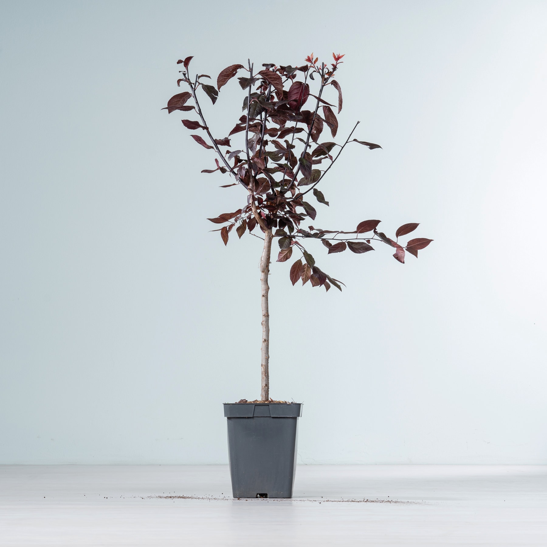 Ein kleiner Topfbaum mit dunkelroten Blättern steht auf einer schlichten weißen Fläche vor einem hellblauen Hintergrund.