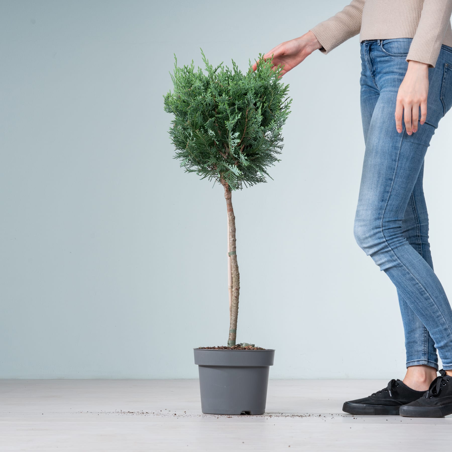 Im Vordergrund steht ein kleiner, immergrüner Baum im Topf. Sein üppiges grünes Laub bildet einen Kontrast zum schlichten grauen Hintergrund. Im unteren Bildbereich sind Beine und Füße einer Person zu sehen, was darauf schließen lässt, dass der Baum gehalten oder ausgestellt wird.