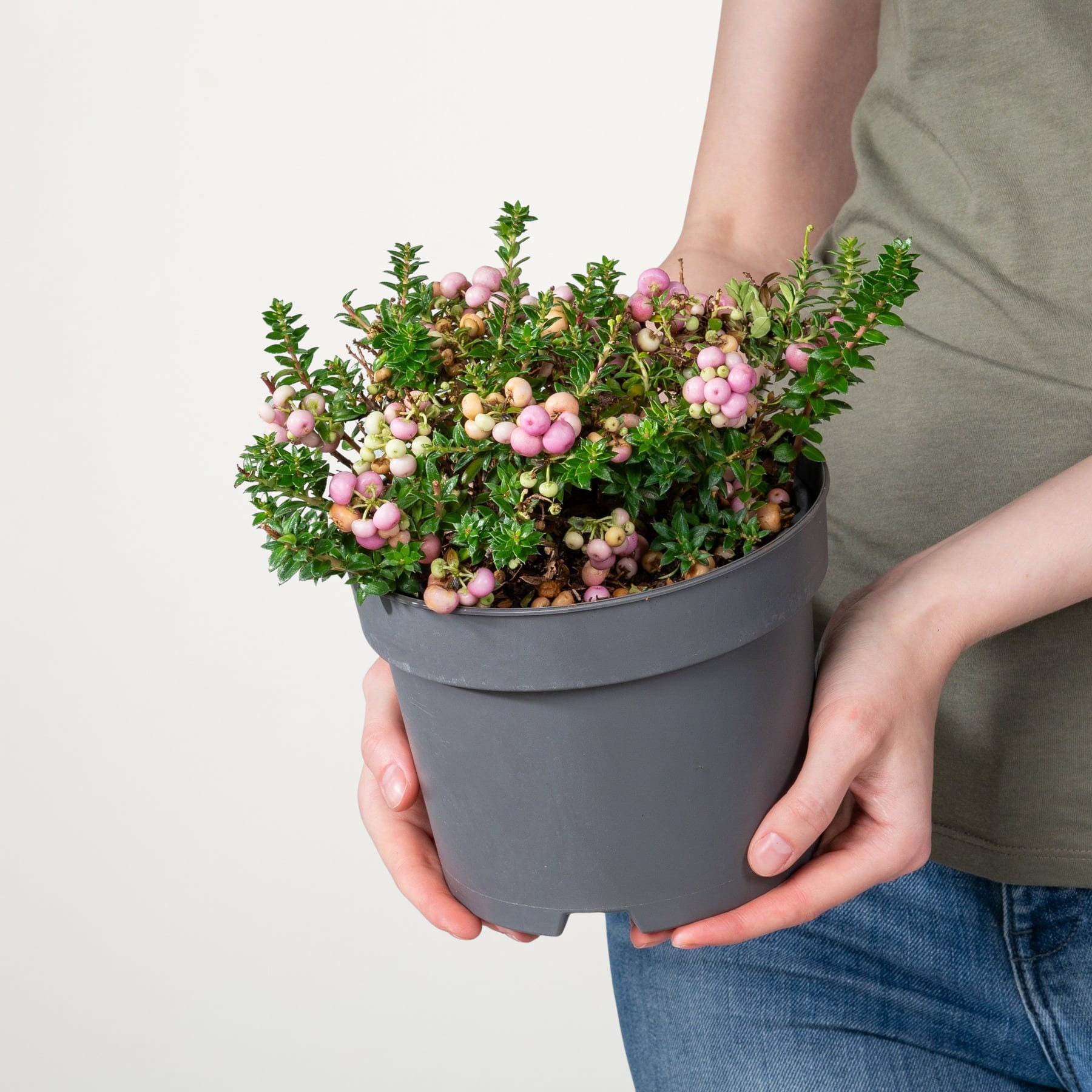 Die Hände einer Person halten eine Topfpflanze mit üppigem grünem Laub und zarten rosa Blüten.