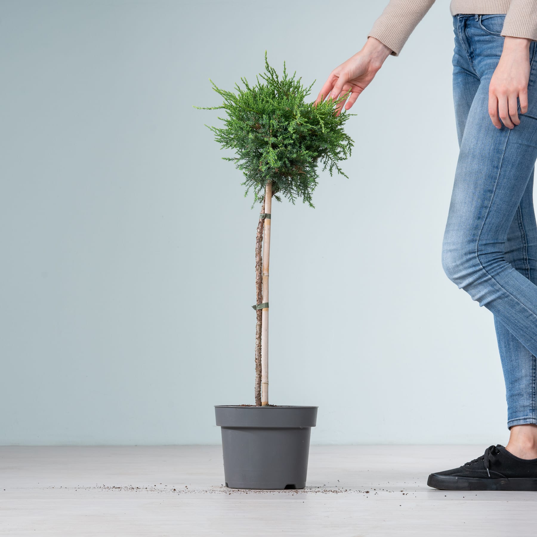 Die Hände einer Person halten sanft eine kleine, üppig grüne Baumpflanze in einem schwarzen Topf vor einem schlichten grauen Hintergrund.