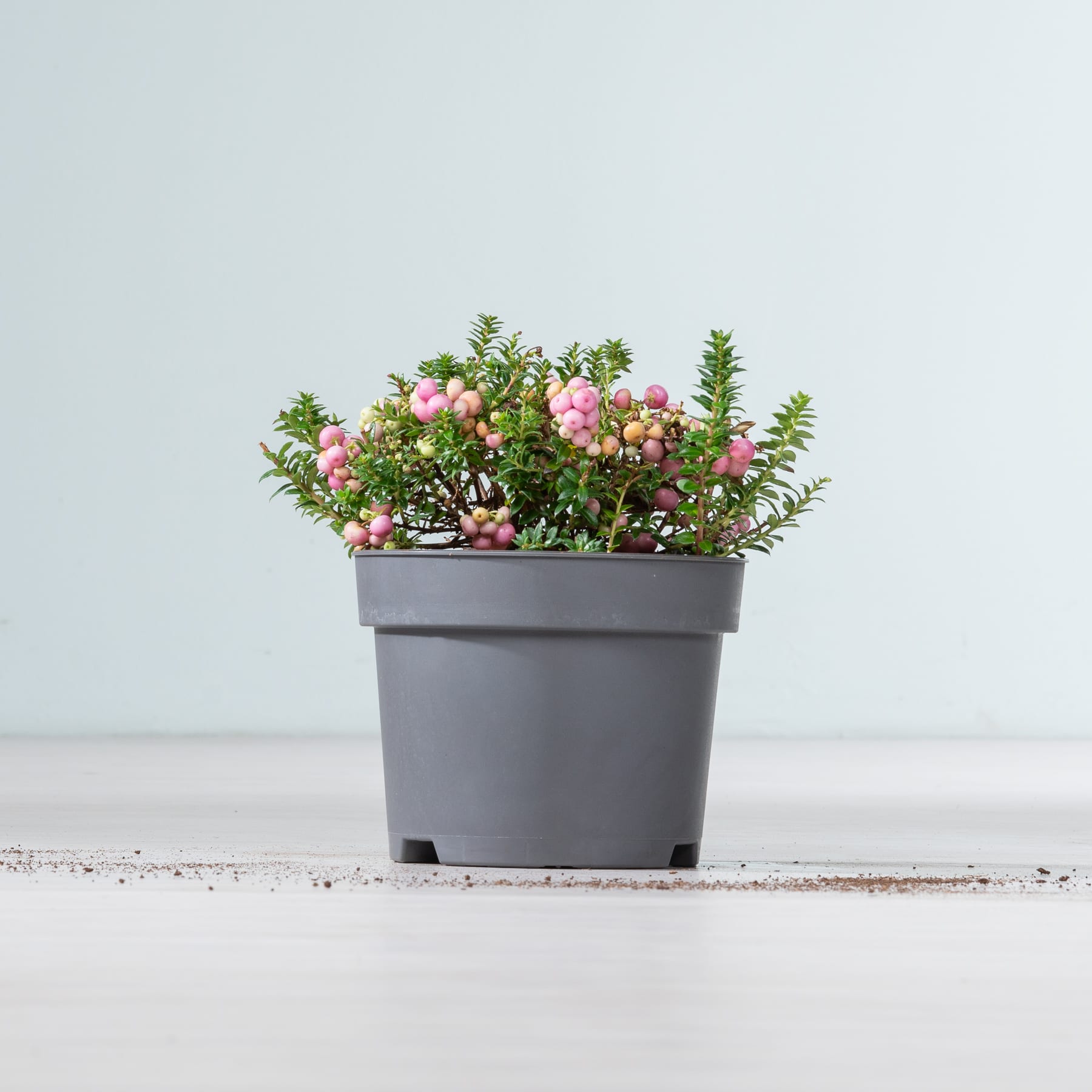 Ein grauer Blumentopf voller üppiger, lebendiger Pflanzen und zarter rosa Blüten steht auf einer schlichten, hellen Oberfläche vor einem blassen Hintergrund.