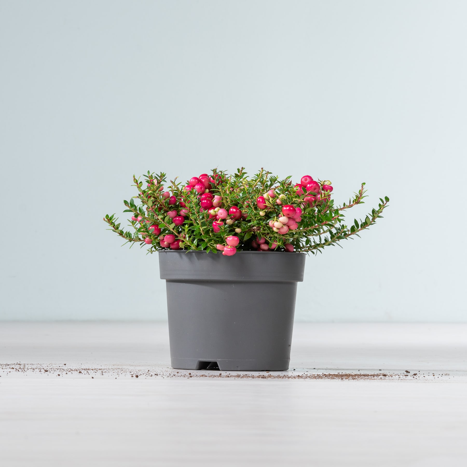 Ein grauer Blumentopf voller leuchtend rosa Blumen steht auf einer Holzoberfläche vor einem schlichten, hellen Hintergrund.