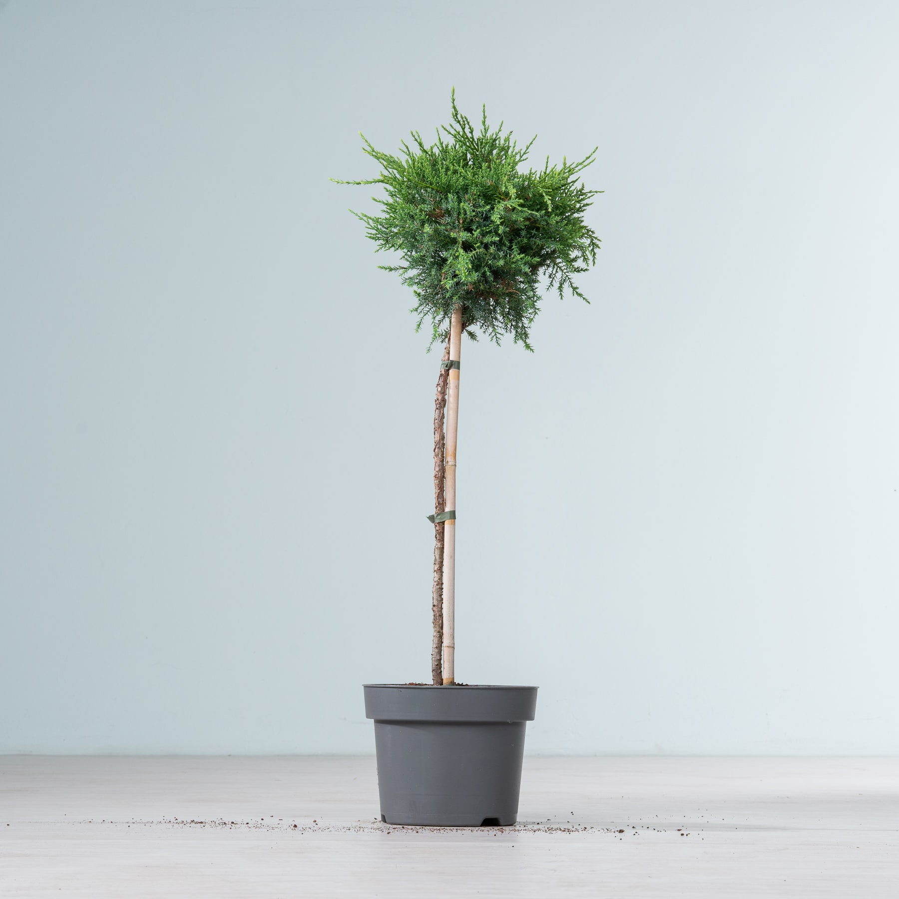 Ein kleiner Topfbaum mit üppigem, grünem Laub steht auf einer schlichten, weißen Fläche vor einem hellblauen Hintergrund.