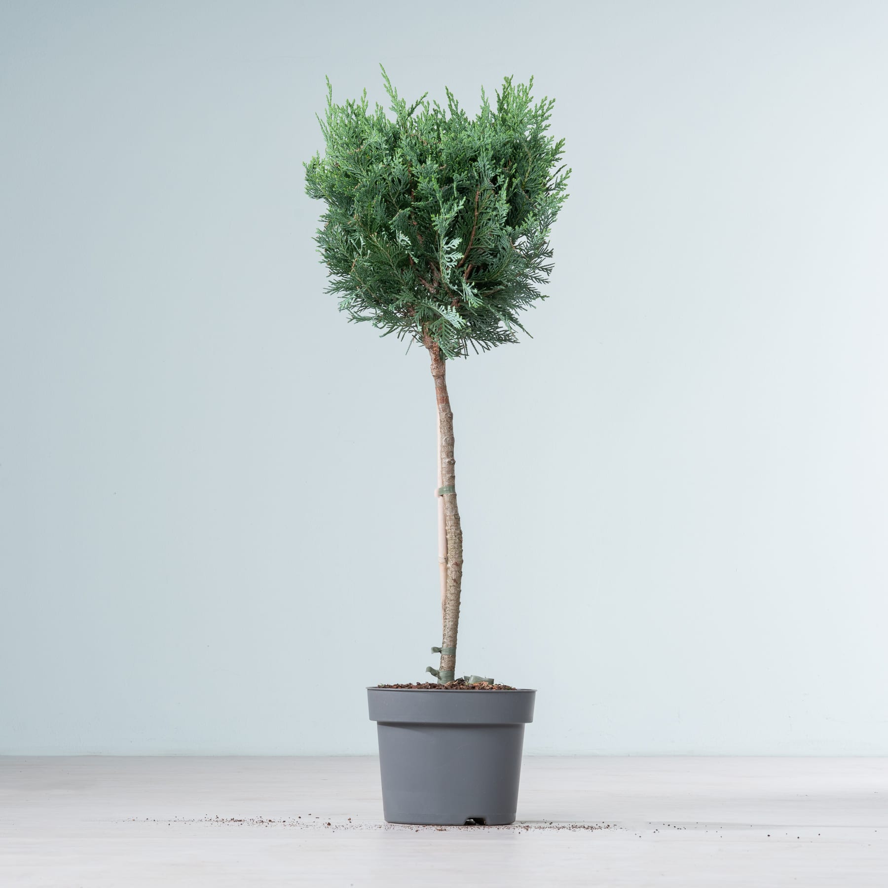 Ein immergrüner Baum im Topf mit üppigem, dichtem Laub steht auf einer schlichten, hellen Fläche vor einem blassen Hintergrund.