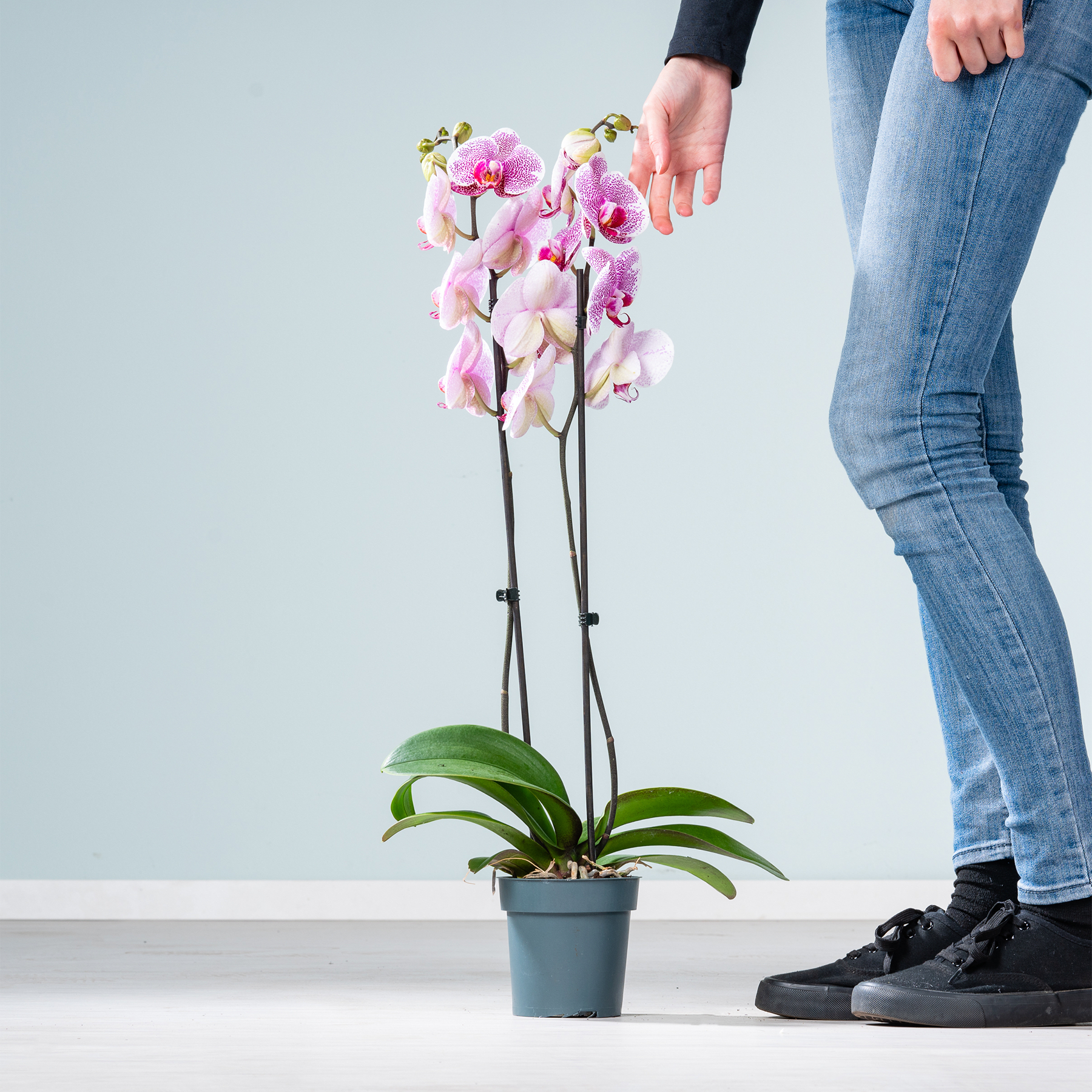 Auf einer Fläche steht eine Orchidee im Topf mit leuchtend rosa Blüten. Im Vordergrund sind die Beine und Füße einer Person zu sehen.