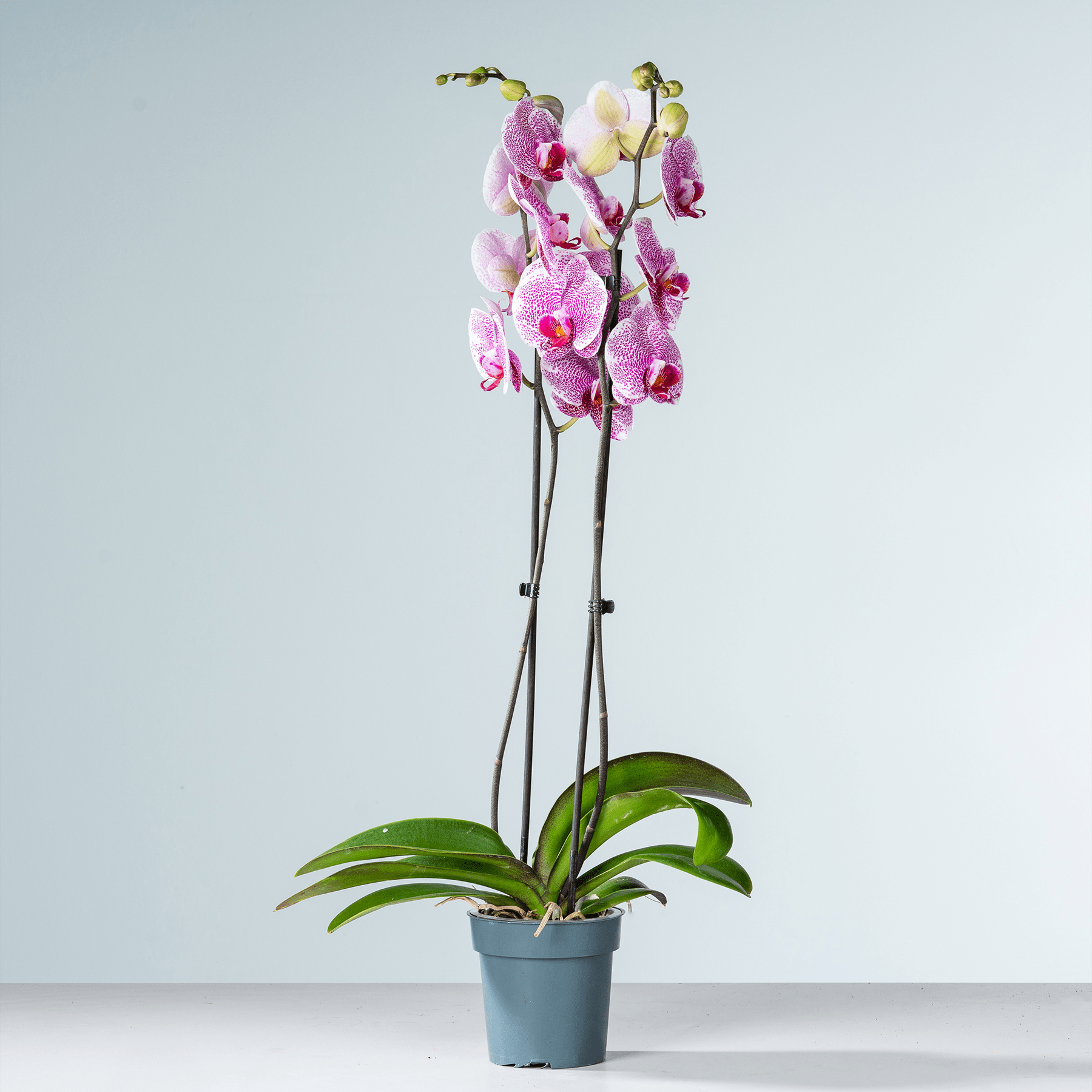 Eine Orchideenpflanze im Topf mit leuchtend rosa Blüten steht vor einem schlichten hellblauen Hintergrund.