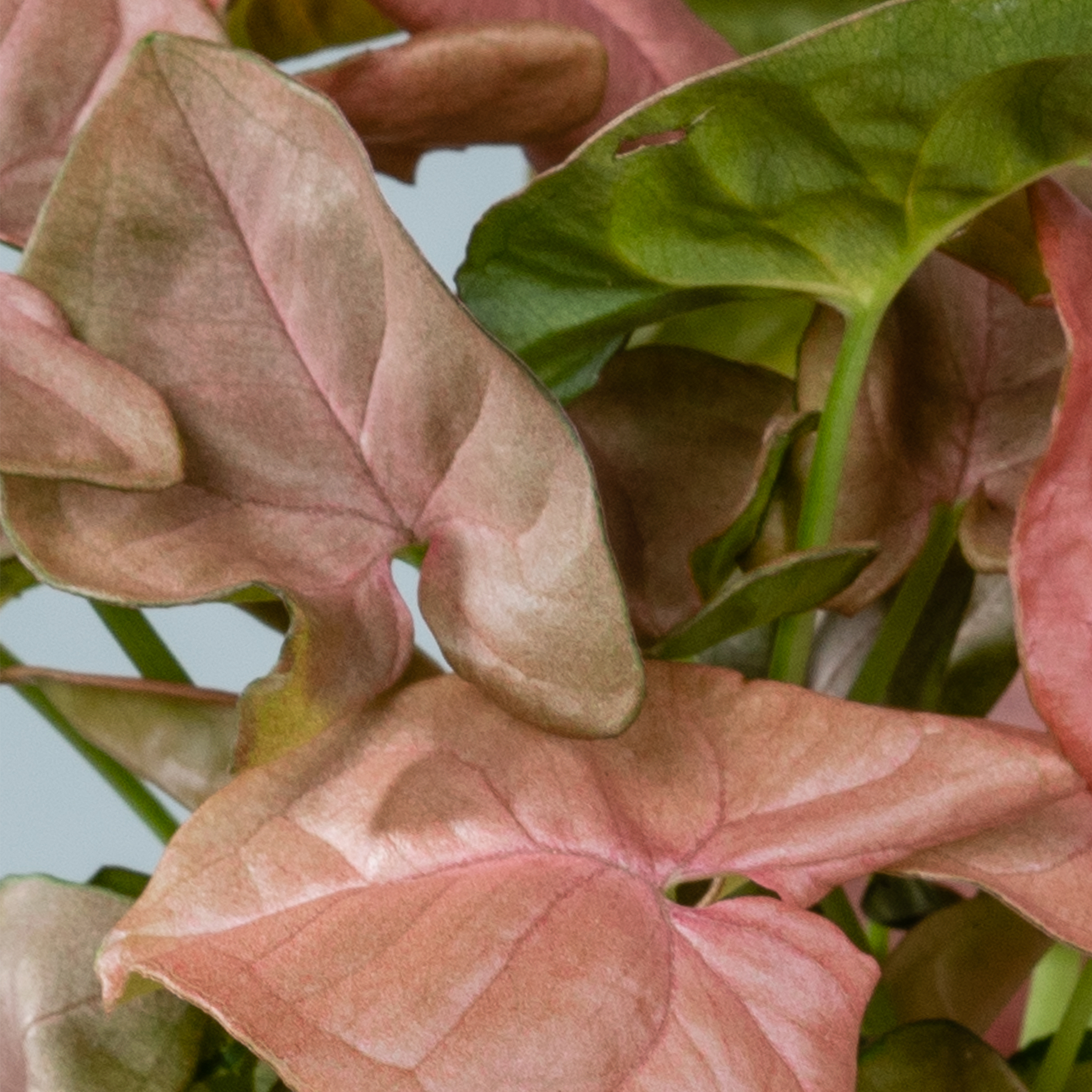 Das Bild zeigt eine Nahaufnahme mehrerer großer rosa und grüner Blätter mit komplizierten Mustern und Texturen, die eine üppige, natürliche Komposition ergeben.