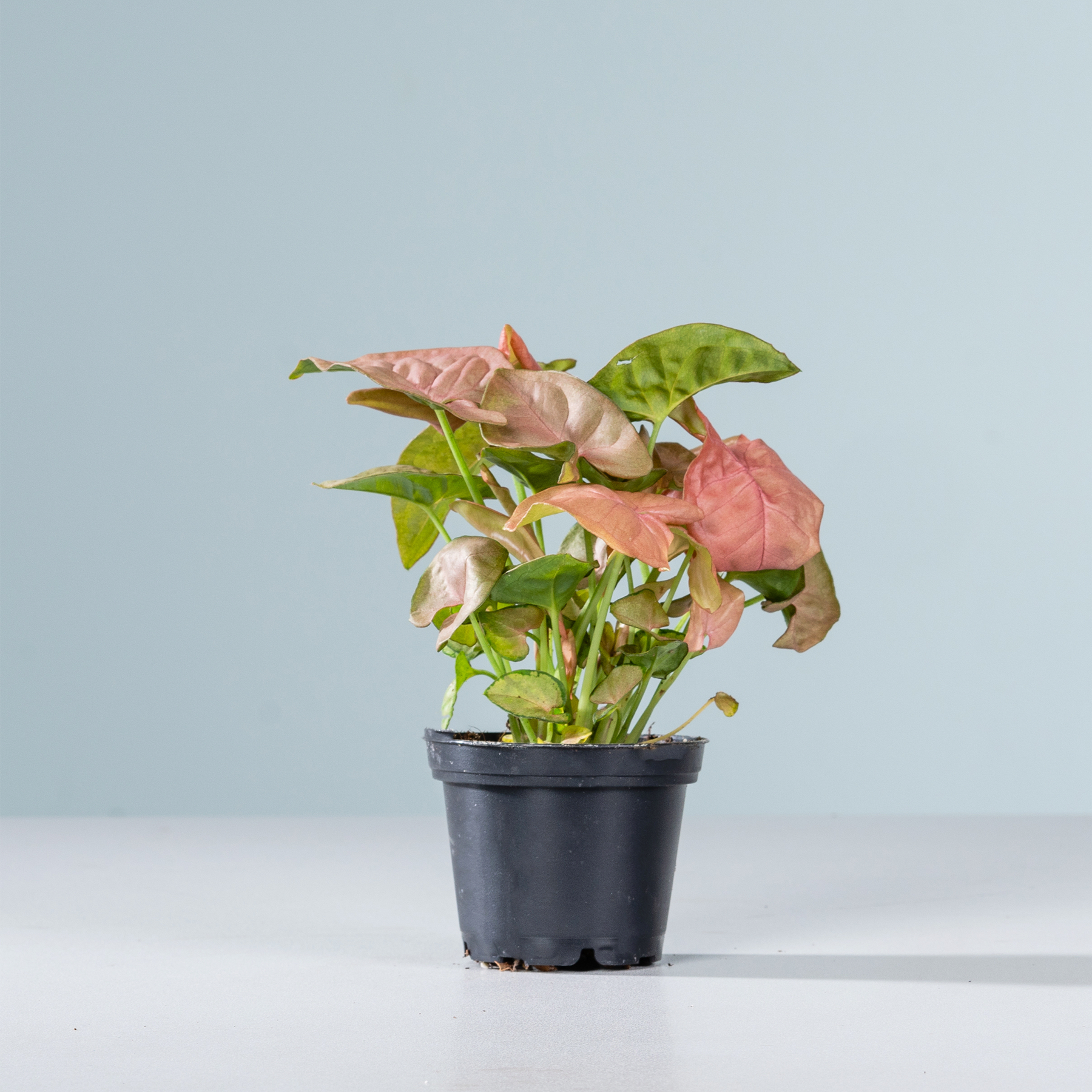 Eine Topfpflanze mit leuchtend rosa und grünen Blättern steht vor einem schlichten hellblauen Hintergrund.