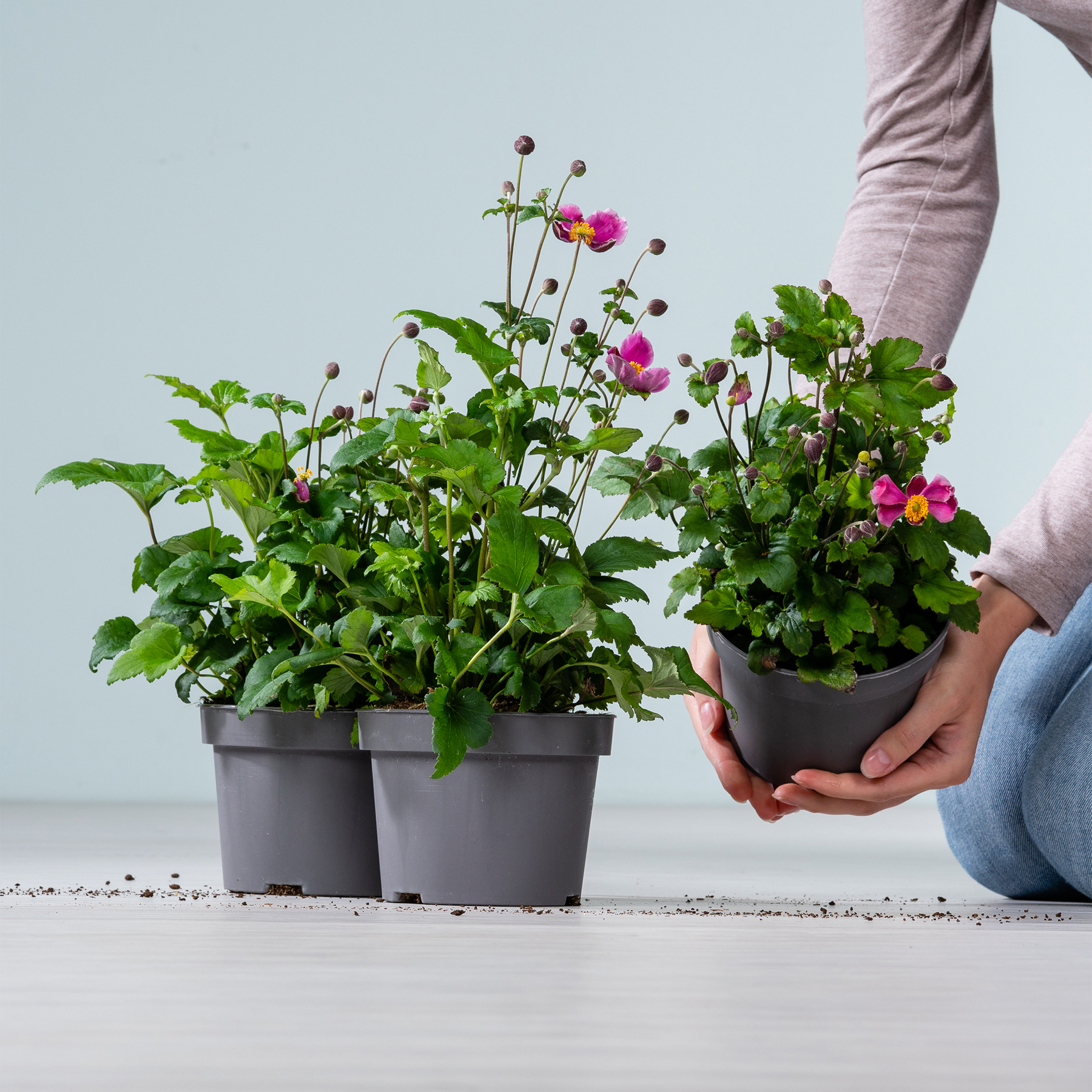 Das Bild zeigt die Hände einer Person, die vor einem schlichten Hintergrund zwei Topfpflanzen mit leuchtend rosa Blüten und üppigen grünen Blättern hält.