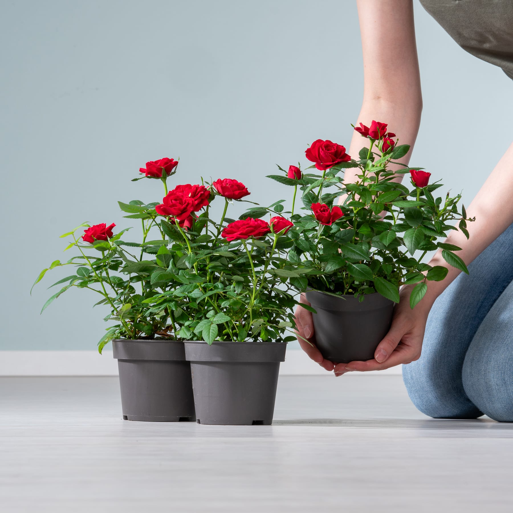 Das Bild zeigt die Hände einer Person, die vor einem schlichten Hintergrund eine Topfpflanze mit leuchtend roten Rosen hält.