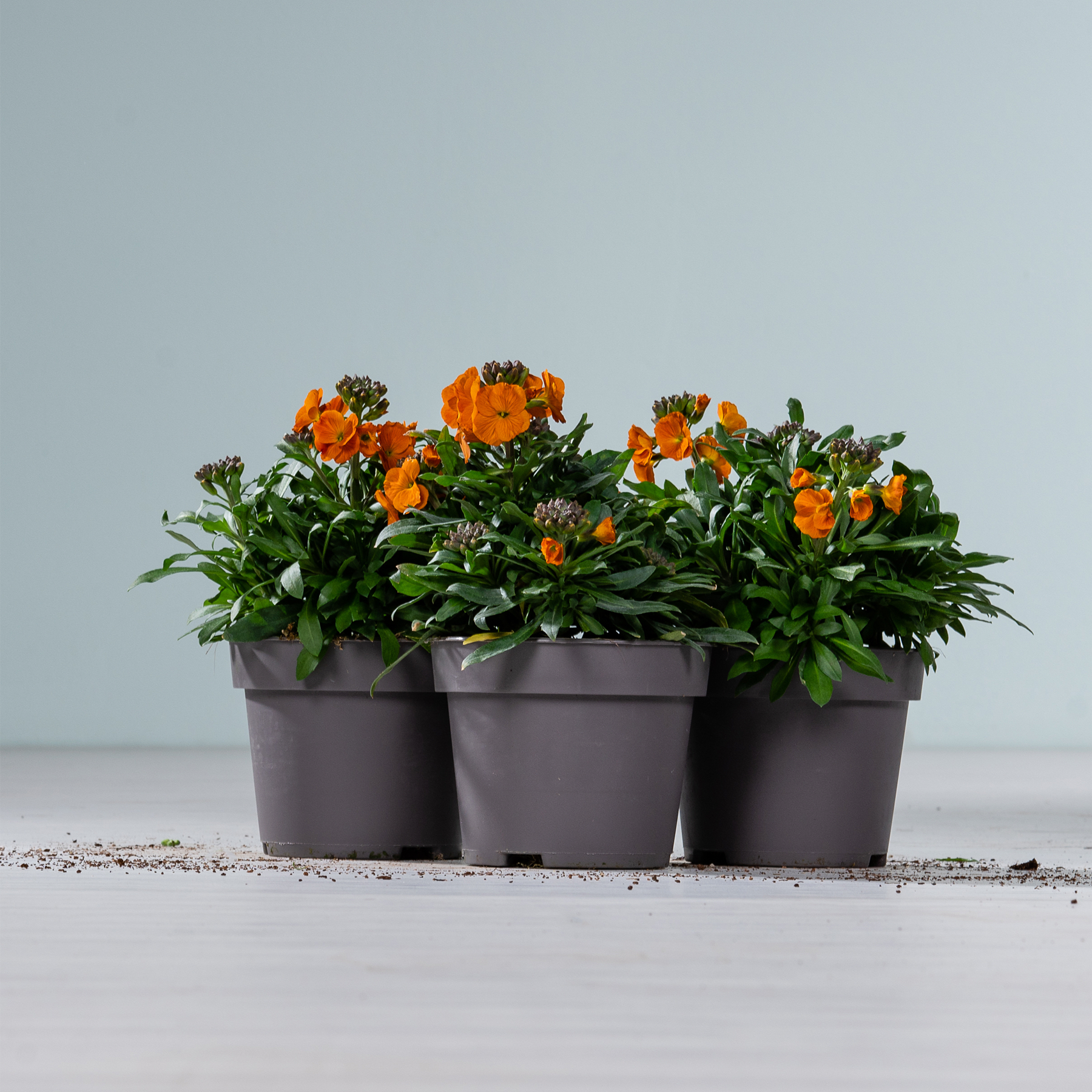 Drei schwarze Pflanzgefäße aus Kunststoff, gefüllt mit leuchtend orangefarbenen Blumen und üppigem grünem Laub, stehen auf einer schlichten, hellen Oberfläche vor einem blassen Hintergrund.