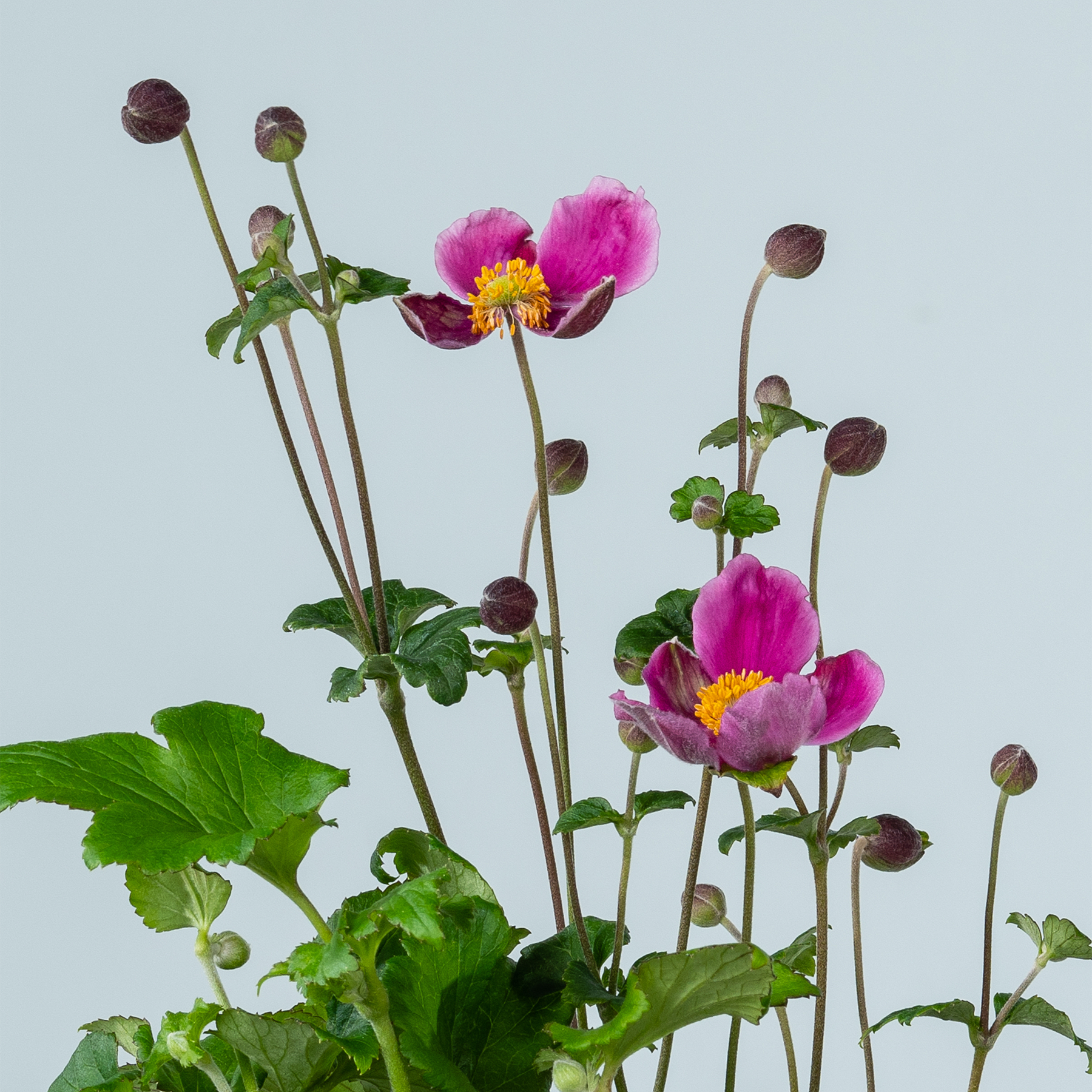 Leuchtend rosa und gelbe Blumen mit grünen Blättern stehen vor einem hellblauen Hintergrund und schaffen eine optisch beeindruckende und ruhige Komposition.