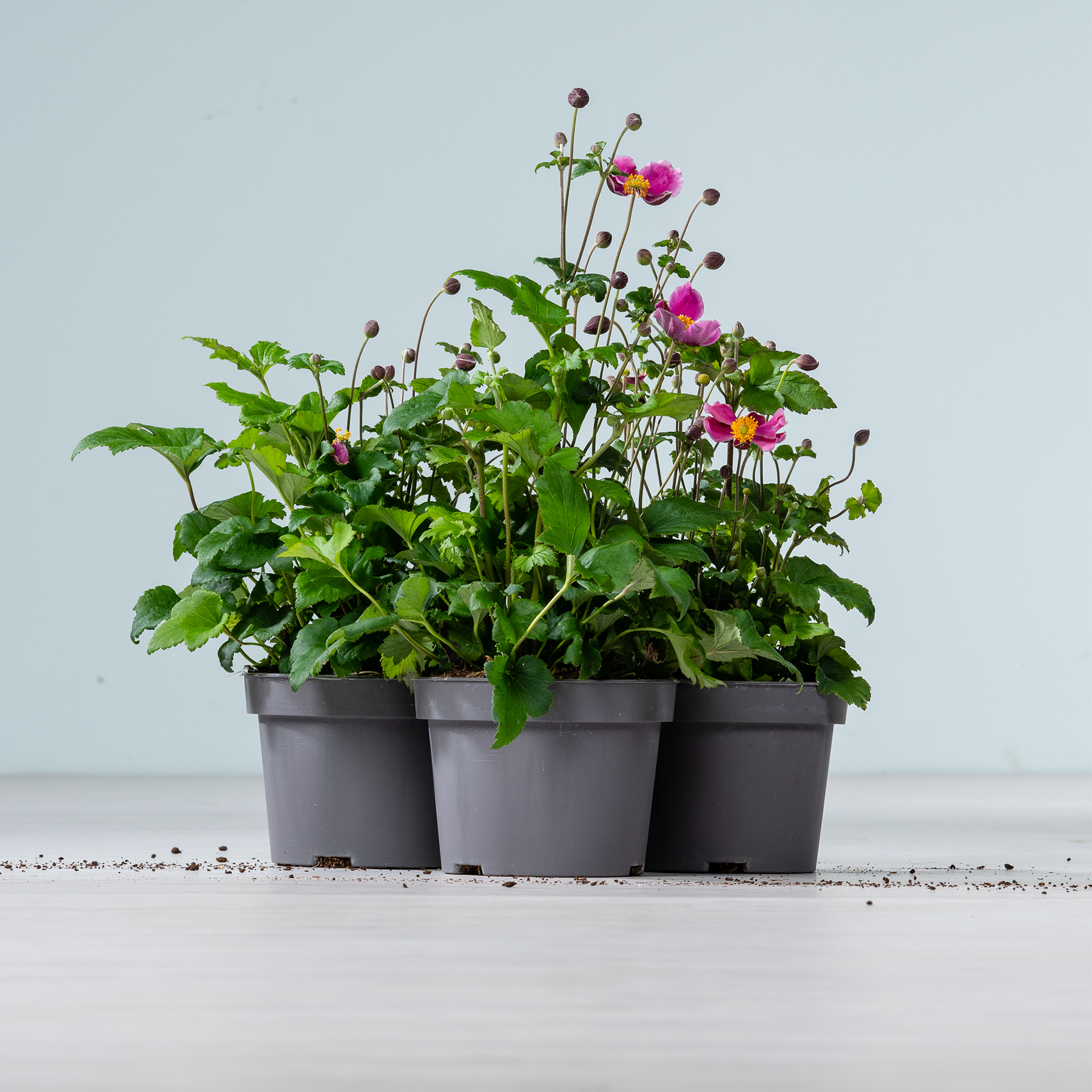 Eine Gruppe von Topfpflanzen mit leuchtend rosa Blüten und üppigem grünem Laub steht auf einer schlichten weißen Fläche vor einem hellblauen Hintergrund.