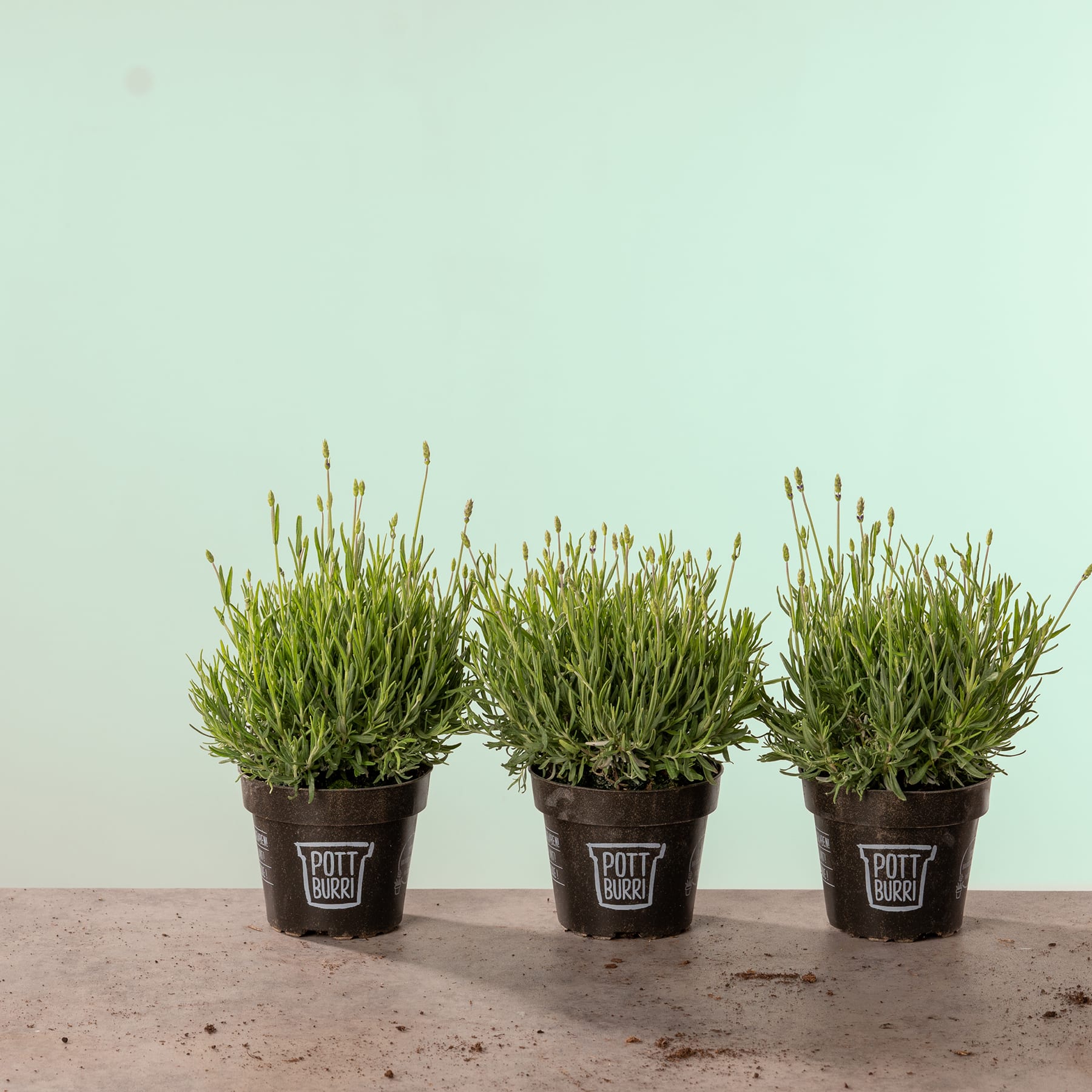 Drei Topfpflanzen mit üppigem, grasähnlichem grünem Laub vor einem hellen, mintfarbenen Hintergrund.