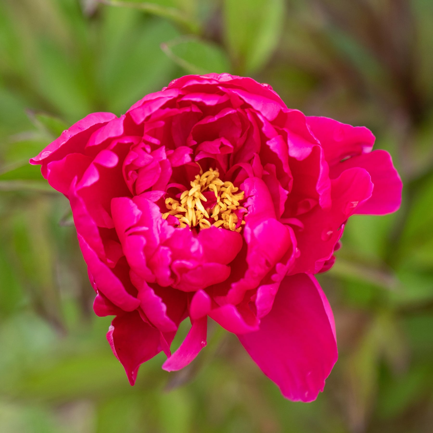 Eine leuchtend tiefrote Pfingstrosenblüte in voller Blüte, umgeben von üppigem grünem Laub im Hintergrund.
